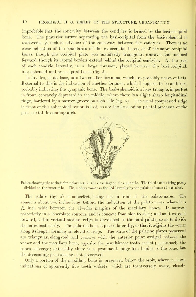 improbable that the concavity between the condyles is formed by the basi-occipital bone. The posterior suture separating the basi-occipital from the basi-sphenoid is transverse, -27(j inch in advance of the concavity between the condyles. There is no clear indication of the boundaries of the ex-occipital bones, or of the supra-occipital bones, though the occipital plate was manifestly triangular, concave, and inclined forward, though its lateral borders extend behind the occipital condyles. At the base of each condyle, laterally, is a large foramen, placed between the basi-occipital, basi-sphenoid and ex-occipital bones (fig. 4). It divides, at its base, into two smaller foramina, which are probably nerve outlets. External to this is the indication of another foramen, which I suppose to be auditory, probably indicating the tympanic bone. The basi-sphenoid is a long triangle, imperfect in front, concavely depressed in the middle, where there is a slight sharp longitudinal ridge, bordered by a narrow groove on each side (fig. 4). The usual compressed ridge in front of this sphenoidal region is lost, as are the descending palatal processes of the post-orbital descending arch. Fig. 5. Palate showing the sockets for molar teeth in the maxillary on the right side. The third socket being partly divided on the inner side. The median vomer is flanked laterally by the palatine bones (I nat. size). The palate (fig. 5) is imperfect, being lost in front of the palato-nares. The vomer is about two inches long behind the indication of the palato nares, where it is p\j inch wide between the alveolar margins of the maxillary bones. It narrows posteriorly in a lanceolate contour, and is concave from side to side ; and as it extends forward, a thin vertical median ridge is developed to the hard palate, so as to divide the nares posteriorly. The palatine bone is placed laterally, so that it adjoins the vomer along its length forming an elevated ridge. The parts of the palatine plates preserved are triangular, elongated, and concave, with the anterior point wedged between the vomer and the maxillary bone, opposite the penultimate tooth socket; posteriorly the bones converge; externally there is a prominent ridge-like border to the bone, but the descending processes are not preserved. Only a portion of the maxillary bone is preserved below the orbit, where it shows indications of apparently five tooth sockets, which are transversely ovate, closely