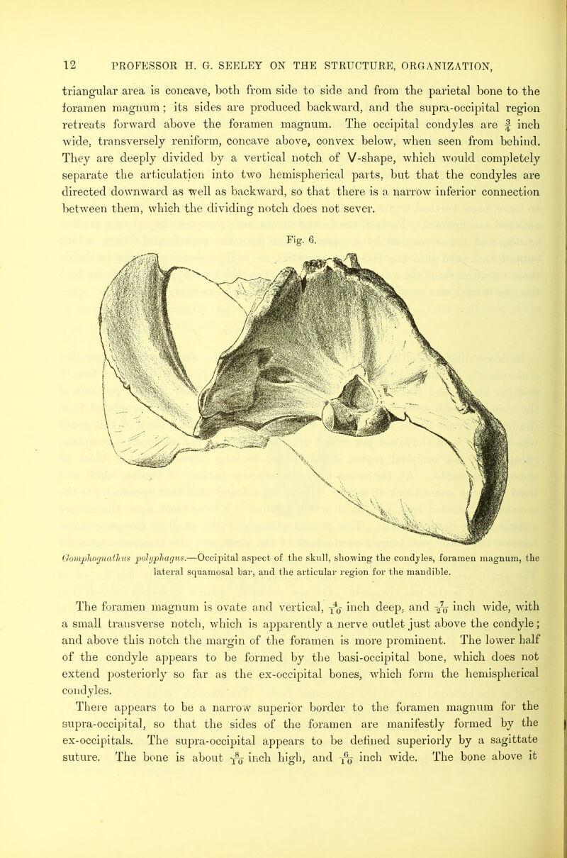 triangular area is concave, both from side to side and from the parietal hone to the foramen magnum; its sides are produced backward, and the supra-occipital region retreats forward above the foramen magnum. The occipital condyles are f inch wide, transversely reniform, concave above, convex below, when seen from behind. They are deeply divided by a vertical notch of V-shape, which would completely separate the articulation into two hemispherical parts, but that the condyles are directed downward as well as backward, so that there is a narrow inferior connection between them, which the dividing notch does not sever. Fig. 6. Gomphognatlms polypliagus.—Occipital aspect of the skull, showing the condyles, foramen magnum, the lateral squamosal bar, and the articular region for the mandible. The foramen magnum is ovate and vertical, -/0- inch deep, and -2-q inch wide, with a small transverse notch, which is ajDparently a nerve outlet just above the condyle; and above this notch the margin of the foramen is more prominent. The lower half of the condyle appears to be formed by the basi-occipital bone, which does not extend posteriorly so far as the ex-occipital bones, which form the hemispherical condyles. There appears to be a narrow superior border to the foramen magnum for the supra-occipital, so that the sides of the foramen are manifestly formed by the ex-occipitals. The supra-occipital appears to be defined superiorly by a sagittate suture. The bone is about qqj inch high, and inch wide. The bone above it