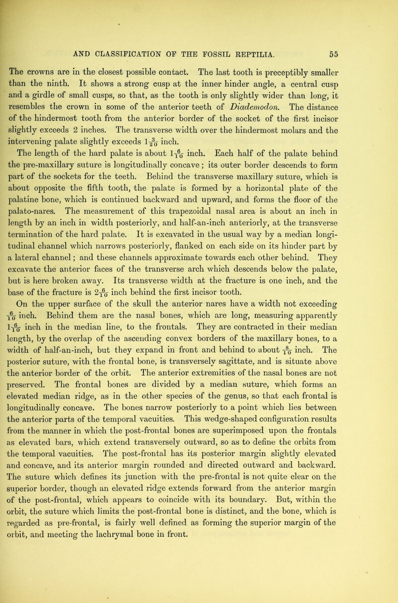 The crowns are in the closest possible contact. The last tooth is preceptibly smaller than the ninth. It shows a strong cusp at the inner hinder angle, a central cusp and a girdle of small cusps, so that, as the tooth is only slightly wider than long, it resembles the crown in some of the anterior teeth of Diademodon. The distance of the hindermost tooth from the anterior border of the socket of the first incisor slightly exceeds 2 inches. The transverse width over the hindermost molars and the intervening palate slightly exceeds l-^- inch. The length of the hard palate is about l-^ inch. Each half of the palate behind the pre-maxillary suture is longitudinally concave; its outer border descends to form part of the sockets for the teeth. Behind the transverse maxillary suture, which is about opposite the fifth tooth, the palate is formed by a horizontal plate of the palatine bone, which is continued backward and upward, and forms the floor of the palato-nares. The measurement of this trapezoidal nasal area is about an inch in length by an inch in width posteriorly, and half-an-inch anteriorly, at the transverse termination of the hard palate. It is excavated in the usual way by a median longi- tudinal channel which narrows posteriorly, flanked on each side on its hinder part by a lateral channel; and these channels approximate towards each other behind. They excavate the anterior faces of the transverse arch which descends below the palate, but is here broken away. Its transverse width at the fracture is one inch, and the base of the fracture is 2-j^- inch behind the first incisor tooth. On the upper surface of the skull the anterior nares have a width not exceeding 1% inch. Behind them are the nasal bones, which are long, measuring apparently l-x% inch in the median line, to the frontals. They are contracted in their median length, by the overlap of the ascending convex borders of the maxillary bones, to a width of half-an-inch, but they expand in front and behind to about inch. The posterior suture, with the frontal bone, is transversely sagittate, and is situate above the anterior border of the orbit. The anterior extremities of the nasal bones are not preserved. The frontal bones are divided by a median suture, which forms an elevated median ridge, as in the other species of the genus, so that each frontal is longitudinally concave. The bones narrow posteriorly to a point which lies between the anterior parts of the temporal vacuities. This wedge-shaped configuration results from the manner in which the post-frontal bones are superimposed upon the frontals as elevated bars, which extend transversely outward, so as to define the orbits from the temporal vacuities. The post-frontal has its posterior margin slightly elevated and concave, and its anterior margin rounded and directed outward and backward. The suture which defines its junction with the pre-frontal is not quite clear on the superior border, though an elevated ridge extends forward from the anterior margin of the post-frontal, which appears to coincide with its boundary. But, within the orbit, the suture which limits the post-frontal bone is distinct, and the bone, which is regarded as pre-frontal, is fairly well defined as forming the superior margin of the orbit, and meeting the lachrymal bone in front.