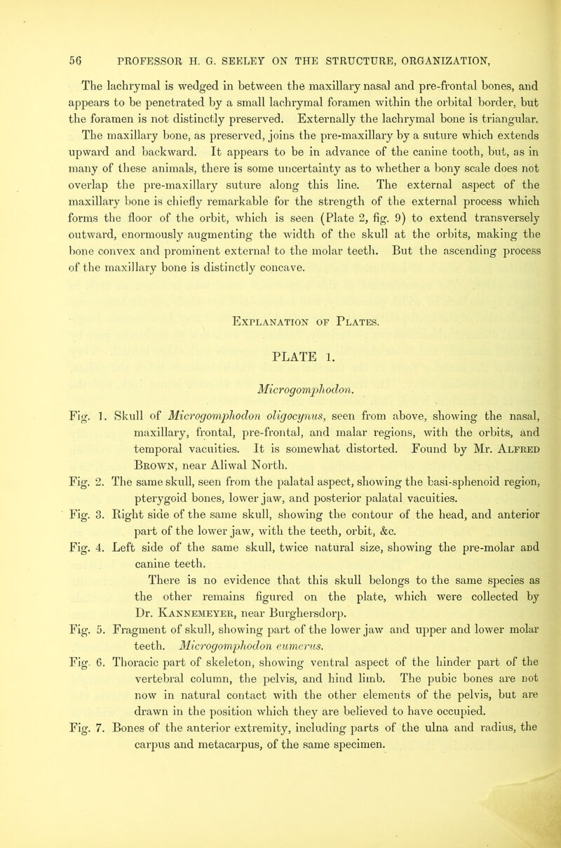 The lachrymal is wedged in between the maxillary nasal and pre-frontal bones, and appears to be penetrated by a small lachrymal foramen within the orbital border, but the foramen is not distinctly preserved. Externally the lachrymal bone is triangular. The maxillary bone, as preserved, joins the pre-maxillary by a suture which extends upward and backward. It appears to be in advance of the canine tooth, but, as in many of these animals, there is some uncertainty as to whether a bony scale does not overlap the pre-maxillary suture along this line. The external aspect of the maxillary bone is chiefly remarkable for the strength of the external process which forms the floor of the orbit, which is seen (Plate 2, fig. 9) to extend transversely outward, enormously augmenting the width of the skull at the orbits, making the bone convex and prominent external to the molar teeth. But the ascending process of the maxillary bone is distinctly concave. Explanation of Plates. PLATE 1. Micro go rnp ho don. Fig. 1. Skull of Microgomphodon oligocynus, seen from above, showing the nasal, maxillary, frontal, pre-frontal, and malar regions, with the orbits, and temporal vacuities. It is somewhat distorted. Found by Mr. Alfred Brown, near Aliwal North. Fig. 2. The same skull, seen from the palatal aspect, showing the basi-sphenoid region, pterygoid bones, lower jaw, and posterior palatal vacuities. Fig. 3. Right side of the same skull, showing the contour of the head, and anterior part of the lower jaw, with the teeth, orbit, &c. Fig. 4. Left side of the same skull, twice natural size, showing the pre-molar and canine teeth. There is no evidence that this skull belongs to the same species as the other remains figured on the plate, which were collected by Dr. Kannemeyer, near Burghersdorp. Fig. 5. Fragment of skull, showing part of the lower jaw and upper and lower molar teeth. Microgomphodon eumerus. Fig. 6. Thoracic part of skeleton, showing ventral aspect of the hinder part of the vertebral column, the pelvis, and hind limb. The pubic bones are not now in natural contact with the other elements of the pelvis, but are drawn in the position which they are believed to have occupied. Fig. 7. Bones of the anterior extremity, including parts of the ulna and radius, the carpus and metacarpus, of the same specimen.