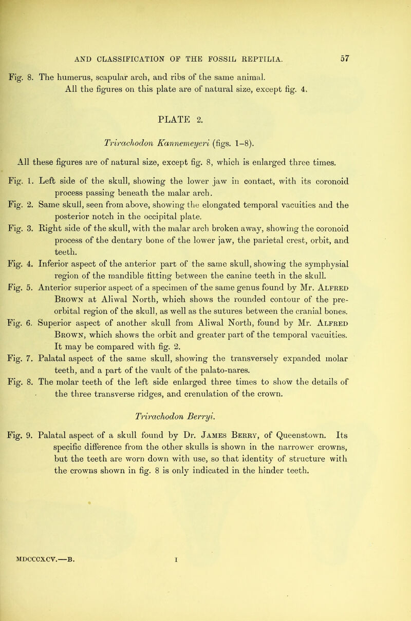 Fig. 8. The humerus, scapular arch, and ribs of the same animal. All the figures on this plate are of natural size, except fig. 4. PLATE 2. Trirachodon Kannemeyeri (figs. 1-8). All these figures are of natural size, except fig. 8, which is enlarged three times. Fig. 1. Left side of the skull, showing the lower jaw in contact, with its coronoid process passing beneath the malar arch. Fig. 2. Same skull, seen from above, showing the elongated temporal vacuities and the posterior notch in the occipital plate. Fig. 3. Right side of the skull, with the malar arch broken away, showing the coronoid process of the dentary bone of the lower jaw, the parietal crest, orbit, and teeth. Fig. 4. Inferior aspect of the anterior part of the same skull, showing the symphysial region of the mandible fitting between the canine teeth in the skull. Fig. 5. Anterior superior aspect of a specimen of the same genus found by Mr. Alfred Brown at Aliwal North, which shows the rounded contour of the pre- orbital region of the skull, as well as the sutures between the cranial bones. Fig. 6. Superior aspect of another skull from Aliwal North, found by Mr. Alfred Brown, which shows the orbit and greater part of the temporal vacuities. It may be compared with fig. 2. Fig. 7. Palatal aspect of the same skull, showing the transversely expanded molar teeth, and a part of the vault of the palato-nares. Fig. 8. The molar teeth of the left side enlarged three times to show the details of the three transverse ridges, and crenulation of the crown. Trirachodon Berryi. Fig. 9. Palatal aspect of a skull found by Dr. James Berry, of Queenstown. Its specific difference from the other skulls is shown in the narrower crowns, but the teeth are worn down with use, so that identity of structure with the crowns shown in fig. 8 is only indicated in the hinder teeth. MDCCCXCV.—B. I