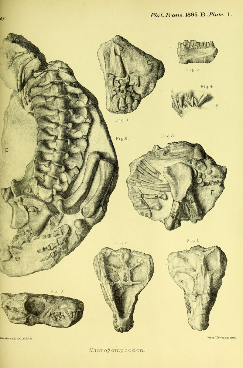 PhiL. Trcins. 1895. B .Plates 1 ey. i/Voocbv’ar (i cLel .etlitli. Y/est,I^ewman imp, Micr og oinplio don.