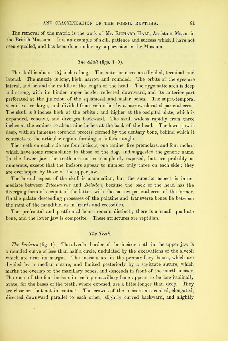 The removal of the matrix is the work of Mr. Richard Hall, Assistant Mason in the British Museum. It is an example of skill, patience and success which I have not seen equalled, and has been done under my supervision in the Museum. The Skull (figs. 1-9). The skull is about 15f inches long. The anterior nares are divided, terminal and lateral. The muzzle is long, high, narrow and rounded. The orbits of the eyes are lateral, and behind the middle of the length of the head. The zygomatic arch is deep and strong, with its hinder upper border reflected downward, and its anterior part perforated at the junction of the squamosal and malar bones. The supra-temporal vacuities are large, and divided from each other by a narrow elevated parietal crest. The skull is 8 inches high at the orbits ; and higher at the occipital plate, which is expanded, concave, and diverges backward. The skull widens rapidly from three inches at the canines to about nine inches at the back of the head. The lower jaw is deep, with an immense coronoid process formed by the dentary bone, behind which it contracts to the articular region, forming an inferior angle. The teeth on each side are four incisors, one canine, five premolars, and four molars which have some resemblance to those of the dog, and suggested the generic name. In the lower jaw the teeth are not so completely exposed, but are probably as numerous, except that the incisors appear to number only three on each side ; they are overlapped by those of the upper jaw. The lateral aspect of the skull is mammalian, but the superior aspect is inter- mediate between Teleosaurus and Belodon, because the back of the head has the diverging form of occiput of the latter, with the narrow parietal crest of the former. On the palate descending processes of the palatine and transverse bones lie between the rami of the mandible, as in lizards and crocodiles. The prefrontal and postfrontal bones remain distinct; there is a small quadrate bone, and the lower jaw is composite. These structures are reptilian. The Teeth. The Licisors (fig. 1).—The alveolar border of the incisor teeth in the upper jaw is a rounded curve of less than half a circle, undulated by the excavations of the alveoli which are near its margin. The incisors are in the premaxillary bones, which are divided by a median suture, and limited posteriorly by a sagittate suture, wrhich marks the overlap of the maxillary bones, and descends in front of the fourth incisor. The roots of the four incisors in each premaxillary bone appear to be longitudinally ovate, for the bases of the teeth, where exposed, are a little longer than deep. They are close set, but not in contact. The crowns of the incisors are conical, elongated, directed downward parallel to each other, slightly curved backward, and slightly