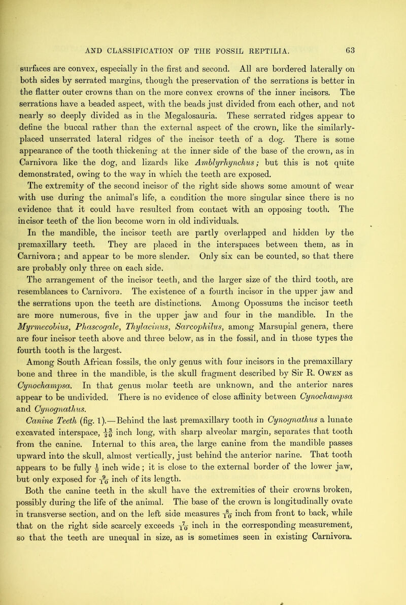 surfaces are convex, especially in the first and second. All are bordered laterally on both sides by serrated margins, though the preservation of the serrations is better in the flatter outer crowns than on the more convex crowns of the inner incisors. The serrations have a beaded aspect, with the beads just divided from each other, and not nearly so deeply divided as in the Megalosauria. These serrated ridges appear to define the buccal rather than the external aspect of the crown, like the similarly- placed unserrated lateral ridges of the incisor teeth of a dog. There is some appearance of the tooth thickening at the inner side of the base of the crown, as in Carnivora like the dog, and lizards like Amblyrhynchus; but this is not quite demonstrated, owing to the way in which the teeth are exposed. The extremity of the second incisor of the right side shows some amount of wear with use during the animal’s life, a condition the more singular since there is no evidence that it could have resulted from contact with an opposing tooth. The incisor teeth of the lion become worn in old individuals. In the mandible, the incisor teeth are partly overlapped and hidden by the premaxillary teeth. They are placed in the interspaces between them, as in Carnivora; and appear to be more slender. Only six can be counted, so that there are probably only three on each side. The arrangement of the incisor teeth, and the larger size of the third tooth, are resemblances to Carnivora. The existence of a fourth incisor in the upper jaw and the serrations upon the teeth are distinctions. Among Opossums the incisor teeth are more numerous, five in the upper jaw and four in the mandible. In the Myrmecobius, Phascogale, Thylacinus, Sarcophilns, among Marsupial genera, there are four incisor teeth above and three below, as in the fossil, and in those types the fourth tooth is the largest. Among South African fossils, the only genus with four incisors in the premaxillary bone and three in the mandible, is the skull fragment described by Sir R. Owen as Cynochampsa. In that genus molar teeth are unknown, and the anterior nares appear to be undivided. There is no evidence of close affinity between Cynocliampsa and Cynognatlius. Canine Teeth (fig. 1).—Behind the last premaxillary tooth in Cynognatlius a lunate excavated interspace, inch long, with sharp alveolar margin, separates that tooth from the canine. Internal to this area, the large canine from the mandible passes upward into the skull, almost vertically, just behind the anterior narine. That tooth appears to be fully inch wide ; it is close to the external border of the lower jaw, but only exposed for -j2^ inch of its length. Both the canine teeth in the skull have the extremities of their crowns broken, possibly during the life of the animal. The base of the crown is longitudinally ovate in transverse section, and on the left side measures fa inch from front to back, while that on the right side scarcely exceeds fa inch in the corresponding measurement, so that the teeth are unequal in size, as is sometimes seen in existing Carnivora.