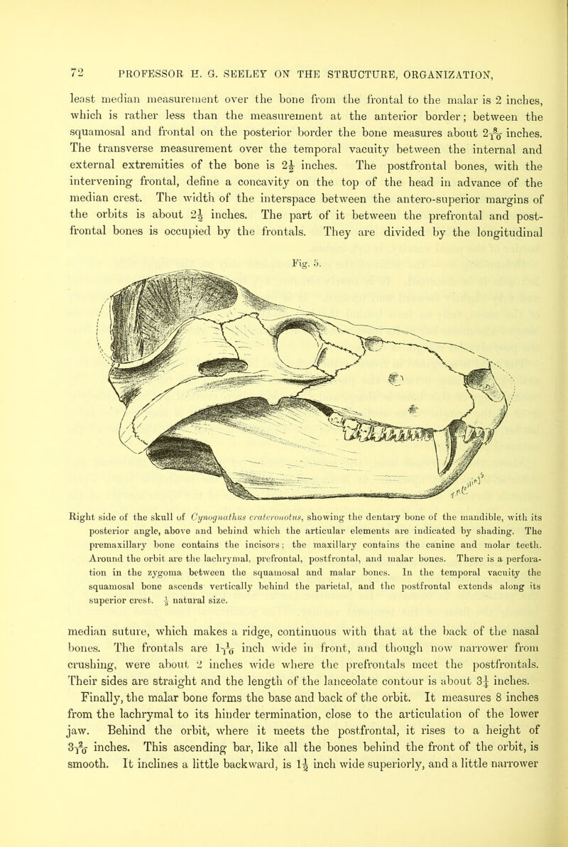 least median measurement over the bone from the frontal to the malar is 2 inches, which is rather less than the measurement at the anterior border; between the squamosal and frontal on the posterior border the bone measures about 2-^,- inches. The transverse measurement over the temporal vacuity between the internal and external extremities of the bone is inches. The postfrontal bones, with the intervening frontal, define a concavity on the top of the head in advance of the median crest. The width of the interspace between the antero-superior margins of the orbits is about 2| inches. The part of it between the prefrontal and post- frontal bones is occupied by the frontals. They are divided by the longitudinal Right side of the skull of Gynognathus crateronotus, showing the dentary bone of the mandible, with its posterior angle, above and behind which the articular elements are indicated by shading. The premaxillary bone contains the incisors; the maxillary contains the canine and molar teeth. Around the orbit are the lachrymal, prefrontal, postfrontal, and malar bones. There is a perfora- tion in the zygoma between the squamosal and malar bones. In the temporal vacuity the squamosal bone ascends vertically behind the parietal, and the postfrontal extends along its superior crest. ± natural size. median suture, which makes a ridge, continuous with that at the back of the nasal bones. The frontals are lyq inch wide in front, and though now narrower from crushing, were about 2 inches wide where the prefrontals meet the postfrontals. Their sides are straight and the length of the lanceolate contour is about 3^ inches. Finally, the malar bone forms the base and back of the orbit. It measures 8 inches from the lachrymal to its hinder termination, close to the articulation of the lower jaw. Behind the orbit, where it meets the postfrontal, it rises to a height of 3j—o inches. This ascending bar, like all the bones behind the front of the orbit, is smooth. It inclines a little backward, is 1^ inch wide superiorly, and a little narrower