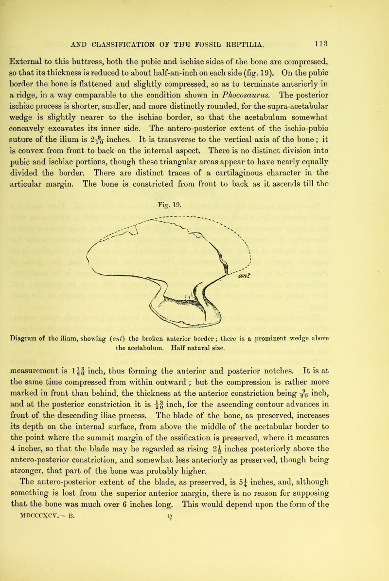 External to this buttress, both the pubic and ischiac sides of the bone are compressed, so that its thickness is reduced to about half-an-inch on each side (fig. 19). On the pubic border the bone is flattened and slightly compressed, so as to terminate anteriorly in a ridge, in a way comparable to the condition shown in Phocosaurus. The posterior ischiac process is shorter, smaller, and more distinctly rounded, for the supra-acetabular wedge is slightly nearer to the ischiac border, so that the acetabulum somewhat concavely excavates its inner side. The antero-posterior extent of the ischio-pubic suture of the ilium is 2^- inches. It is transverse to the vertical axis of the bone ; it is convex from front to back on the internal aspect. There is no distinct division into pubic and ischiac portions, though these triangular areas appear to have nearly equally divided the border. There are distinct traces of a cartilaginous character in the articular margin. The bone is constricted from front to back as it ascends till the Fig. 19. Diagram of the ilium, showing (ant) the broken anterior border; there is a prominent wedge above the acetabulum. Half natural size. measurement is inch, thus forming the anterior and posterior notches. It is at the same time compressed from within outward ; but the compression is rather more marked in front than behind, the thickness at the anterior constriction being -2% inch, and at the posterior constriction it is inch, for the ascending contour advances in front of the descending iliac process. The blade of the bone, as preserved, increases its depth on the internal surface, from above the middle of the acetabular border to the point where the summit margin of the ossification is preserved, where it measures 4 inches, so that the blade may be regarded as rising 2^ inches posteriorly above the antero-posterior constriction, and somewhat less anteriorly as preserved, though being stronger, that part of the bone was probably higher. The antero-posterior extent of the blade, as preserved, is 5^ inches, and, although something is lost from the superior anterior margin, there is no reason for supposing that the bone was much over 6 inches long. This would depend upon the form of the MDCCCXOV,— B. Q