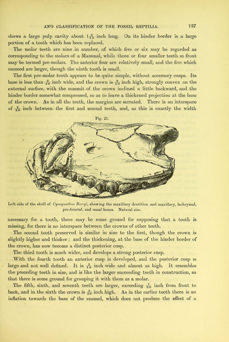 shows a large pulp cavity about l-x-0- inch long. On its hinder border is a lai’ge portion of a tooth which has been replaced. The molar teeth are nine in number, of which five or six may be regarded as corresponding to the molars of a Mammal, while three or four smaller teeth m front may be termed pre-molars. The anterior four are relatively small, and the five which succeed are larger, though the ninth tooth is small. The first pre-molar tooth appears to be quite simple, without accessory cusps. Its base is less than -a2<j inch wide, and the crown is to inch high, strongly convex on the external surface, with the summit of the crown inclined a little backward, and the hinder border somewhat compressed, so as to leave a thickened projection at the base of the crown. As in all the teeth, the margins are serrated. There is an interspace of -2-q inch between- the first and second teeth, and, as this is exactly the width Fig. 25. Left side of the skull of Gynognathus Berryi, showing the maxillary dentition and maxillary, lachrymal, pre-frontal, and nasal bones. Natural size. necessary for a tooth, there may be some ground for supposing that a tooth is missing, for there is no interspace between the crowns of other teeth. The second tooth preserved is similar in size to the first, though the crown is slightly higher and thicker ; and the thickening, at the base of the hinder border of the crown, has now become a distinct posterior cusp. The third tooth is much wider, and develops a strong posterior cusp. With the fourth tooth an anterior cusp is developed, and the posterior cusp is large and not well defined. It is inch wide and almost as high. It resembles the preceding teeth in size, and is like the larger succeeding teeth in construction, so that there is some ground for grouping it with them as a molar. The fifth, sixth, and seventh teeth are larger, exceeding -fa inch from front to back, and in the sixth the crown is inch high. As in the earlier teeth there is an inflation towards the base of the enamel, which does not produce the effect of a