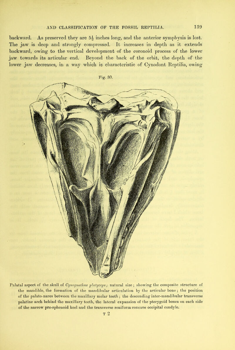 backward. As preserved they are 54r inches long, and the anterior symphysis is lost. The jaw is deep and strongly compressed. It increases in depth as it extends backward, owing to the vertical development of the coronoid process of the lower jaw towards its articular end. Beyond the back of the orbit, the depth of the lower jaw decreases, in a way which is characteristic of Cynodont Reptilia, owing Palatal aspect of the skull of Gynognuihus platycepsj natural size ; showing the composite structure of the mandible, the formation of the mandibular articulation by the articular bone ; the position of the palato-nares between the maxillary molar teeth; the descending inter-mandibular transverse palatine arch behind the maxillary teeth, the lateral expansion of the pterygoid bones on each side of the narrow pre-sphenoid keel and the transverse reniform concave occipital condyle. T 2