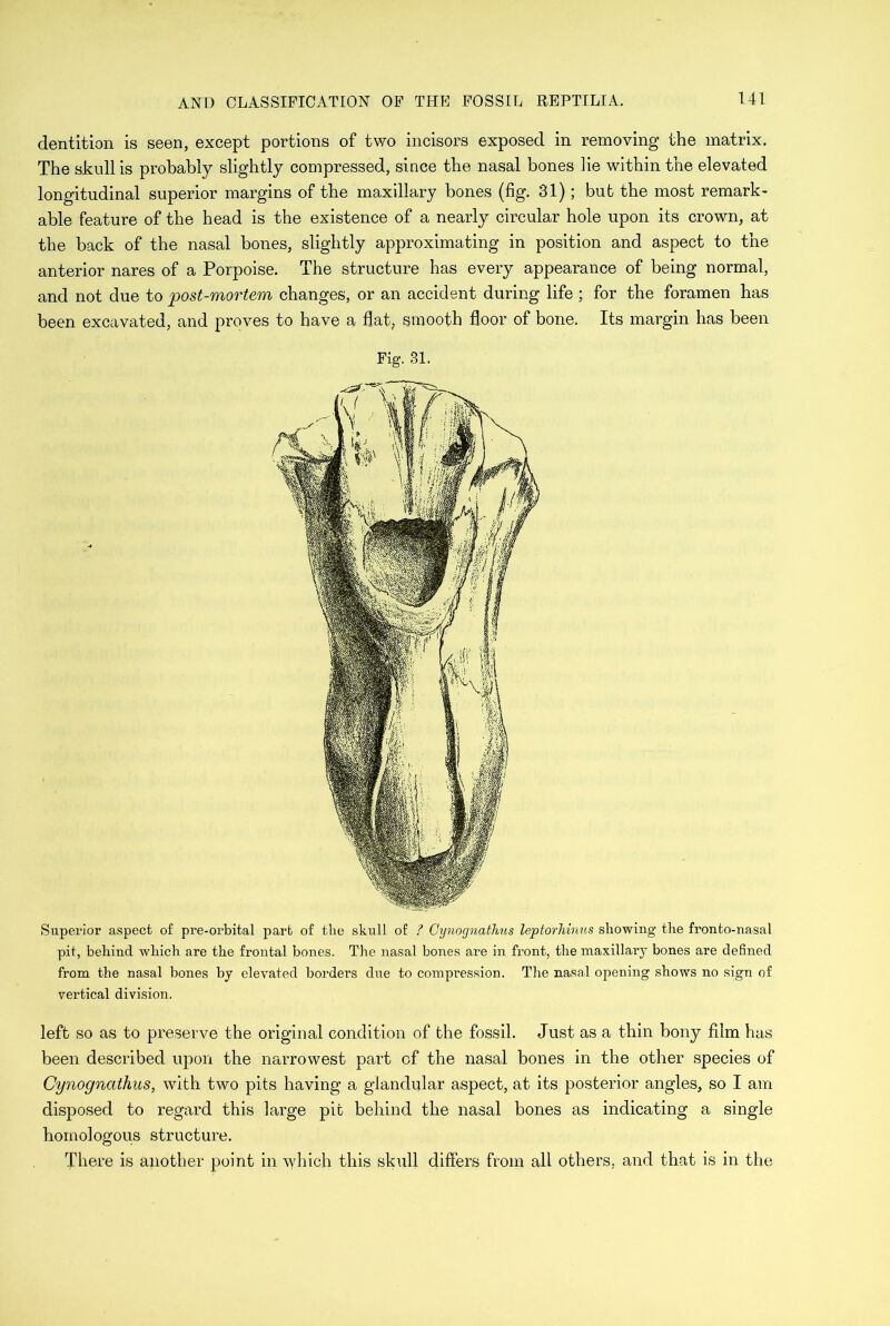 dentition is seen, except portions of two incisors exposed in removing the matrix. The skull is probably slightly compressed, since the nasal bones lie within the elevated longitudinal superior margins of the maxillary bones (fig. 31); but the most remark- able feature of the head is the existence of a nearly circular hole upon its crown, at the back of the nasal bones, slightly approximating in position and aspect to the anterior nares of a Porpoise. The structure has every appearance of being normal, and not due to post-mortem changes, or an accident during life ; for the foramen has been excavated, and proves to have a flat, smooth floor of bone. Its margin has been Fig. 31. Superior aspect of pre-orbital part of the skull of ? Cynognathus leptorhinus showing the fronto-nasal pit, behind which are the frontal bones. The nasal bones are in front, the maxillary bones are defined from the nasal bones by elevated borders due to compression. The nasal opening shows no sign of vertical division. left so as to preserve the original condition of the fossil. Just as a thin bony film has been described upon the narrowest part of the nasal bones in the other species of Cynognathus, with two pits having a glandular aspect, at its posterior angles, so I am disposed to regard this large pit behind the nasal bones as indicating a single homologous structure. There is another point in which this skull differs from all others, and that is in the