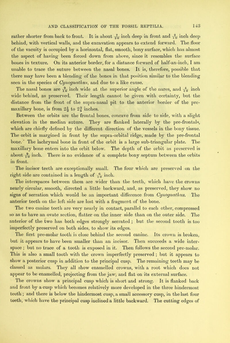 rather shorter from back to front. It is about inch deep in front and -f-g inch deep behind, with vertical walls, and the excavation appears to extend forward. The floor of the vacuity is occupied by a horizontal, flat, smooth, bony surface, which has almost the aspect of having been forced down from above, since it resembles the surface bones in texture. On its anterior border, for a distance forward of half-an-inch, I am unable to trace the suture between the nasal bones. It is, therefore, possible that there may have been a blending of the bones in that position similar to the blending seen in the species of Cynognathus, and due to a like cause. The nasal bones are x-g inch wide at the superior angle of the nares, and inch wide behind, as preserved. Their length cannot be given with certainty, but the distance from the front of the supra-nasal pit to the anterior border of the pre- maxillary bone, is from 2-| to 2f inches. Between the orbits are the frontal bones, concave from side to side, with a slight elevation in the median suture. They are flanked laterally by the pre-frontals, which are chiefly defined by the different direction of the vessels in the bony tissue. The orbit is margined in front by the supra-orbital ridge, made by the pre-frontal bone. The lachrymal bone in front of the orbit is a large sub-triangular plate. The maxillary bone enters into the orbit below. The depth of the orbit as preserved is about x-0- inch. There is no evidence of a complete bony septum between the orbits in front. The incisor teeth are exceptionally small. The four which are preserved on the right side are contained in a length of x% inch. The interspaces between them are wider than the teeth, which have the crowns nearly circular, smooth, directed a little backward, and, as preserved, they show no signs of serration which would be an important difference from Cynognathus. The anterior teeth on the left side are lost with a fragment of the bone. The two canine teeth are very nearly in contact, parallel to each other, compressed so as to have an ovate section, flatter on the inner side than on the outer side. The anterior of the two has both edges strongly serrated ; but the second tooth is too imperfectly preserved on both sides, to show its edges. The first pre-molar tooth is close behind the second canine. Its crown is broken, but it appears to have been smaller than an incisor. Then succeeds a wide inter- space ; but no trace of a tooth is exposed in it. Then follows the second pre-molar. This is also a small tooth with the crown imperfectly preserved ; but it appears to show a posterior cusp in addition to the principal cusp. The remaining teeth may be classed as molars. They all show enamelled crowns, with a root which does not appear to be enamelled, projecting from the jaw, and flat on its external surface. The crowns show a principal cusp which is short and strong. It is flanked back and front by a cusp which becomes relatively more developed in the three hindermost teeth ; and there is below the hindermost cusp, a small accessory cusp, in the last four teeth, which have the principal cusp inclined a little backward. The cutting edges of