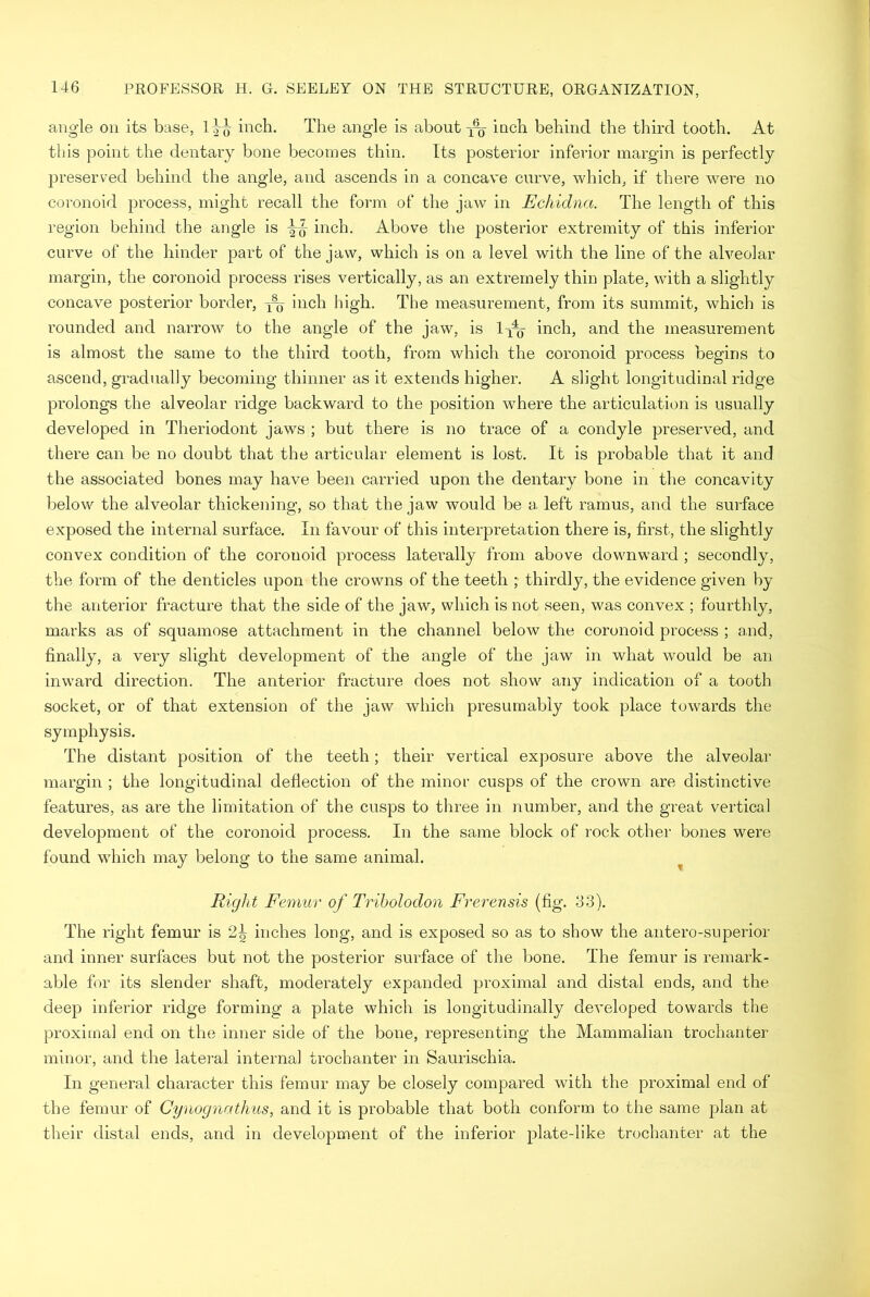 angle on its base, l^o inch. The angle is about inch behind the third tooth. At this point the dentary bone becomes thin. Its posterior inferior margin is perfectly preserved behind the angle, and ascends in a concave curve, which, if there were no eoronoid process, might recall the form of the jaw in Echidna. The length of this region behind the angle is ^ inch. Above the posterior extremity of this inferior curve of the hinder part of the jaw, which is on a level with the line of the alveolar margin, the eoronoid process rises vertically, as an extremely thin plate, with a slightly concave posterior border, inch high. The measurement, from its summit, which is rounded and narrow to the angle of the jaw, is inch, and the measurement is almost the same to the third tooth, from which the eoronoid process begins to ascend, gradually becoming thinner as it extends higher. A slight longitudinal ridge prolongs the alveolar ridge backward to the position where the articulation is usually developed in Theriodont jaws ; but there is no trace of a condyle preserved, and there can be no doubt that the articular element is lost. It is probable that it and the associated bones may have been carried upon tbe dentary bone in the concavity below the alveolar thickening, so that the jaw would be a left ramus, and the surface exposed the internal surface. In favour of this interpretation there is, first, the slightly convex condition of the eoronoid process laterally from above downward ; secondly, the form of the denticles upon the crowns of the teeth ; thirdly, the evidence given by the anterior fracture that the side of the jaw, which is not seen, was convex ; fourthly, marks as of squamose attachment in the channel below the eoronoid process ; and, finally, a very slight development of the angle of the jaw in what would be an inward direction. The anterior fracture does not show any indication of a tooth socket, or of that extension of the jaw which presumably took place towards the symphysis. The distant position of the teeth; their vertical exposure above the alveolar margin ; the longitudinal deflection of the minor cusps of the crown are distinctive features, as are the limitation of the cusps to three in number, and the great vertical development of the eoronoid process. In the same block of rock other bones were found which may belong to the same animal. Right Femur of Tribolodon Frerensis (fig. 83). The right femur is 2^ inches long, and is exposed so as to show the antero-superior and inner surfaces but not the posterior surface of the bone. The femur is remark- able for its slender shaft, moderately expanded proximal and distal ends, and the deep inferior ridge forming a plate which is longitudinally developed towards the proximal end on the inner side of the bone, representing the Mammalian trochanter minor, and the lateral internal trochanter in Saurischia. In general character this femur may be closely compared with the proximal end of the femur of Cynognathus, and it is probable that both conform to the same plan at their distal ends, and in development of the inferior plate-like trochanter at the