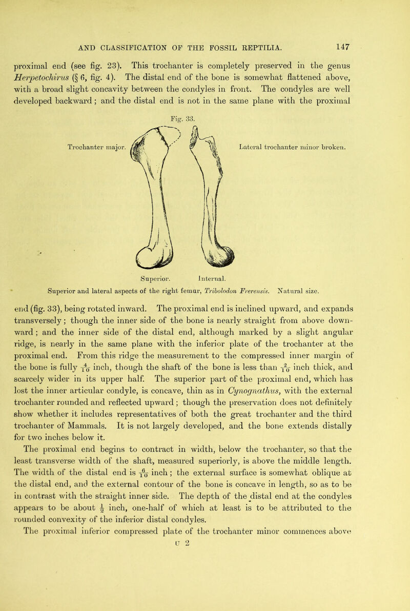 proximal end (see fig. 23). This trochanter is completely preserved in the genus Herpetochirus (§ 6, fig. 4). The distal end of the bone is somewhat flattened above, with a broad slight concavity between the condyles in front. The condyles are well developed backward ; and the distal end is not in the same plane with the proximal Fig. 33. Lateral trochanter minor broken. Superior. Internal. Superior and lateral aspects of the right femur, Tribolodon Frerensis. Natural size. end (fig. 33), being rotated inward. The proximal end is inclined upward, and expands transversely; though the inner side of the bone is nearly straight from above down- ward ; and the inner side of the distal end, although marked by a slight angular ridge, is nearly in the same plane with the inferior plate of the trochanter at the proximal end. From this ridge the measurement to the compressed inner margin of the bone is fully inch, though the shaft of the bone is less than -j^- inch thick, and scarcely wider in its upper half. The superior part of the proximal end, which has lost the inner articular condyle, is concave, thin as in Cynognathus, with the external trochanter rounded and reflected upward ; though the preservation does not definitely show whether it includes representatives of both the great trochanter and the third trochanter of Mammals. It is not largely developed, and the bone extends distally for two inches below it. The proximal end begins to contract in width, below the trochanter, so that the least transverse width of the shaft, measured superiorly, is above the middle length. The width of the distal end is inch; the external surface is somewhat oblique at the distal end, and the external contour of the bone is concave in length, so as to be in contrast with the straight inner side. The depth of the distal end at the condyles appears to be about tjr inch, one-ha]f of which at least is to be attributed to the rounded convexity of the inferior distal condyles. The proximal inferior compressed plate of the trochanter minor commences above LT 2