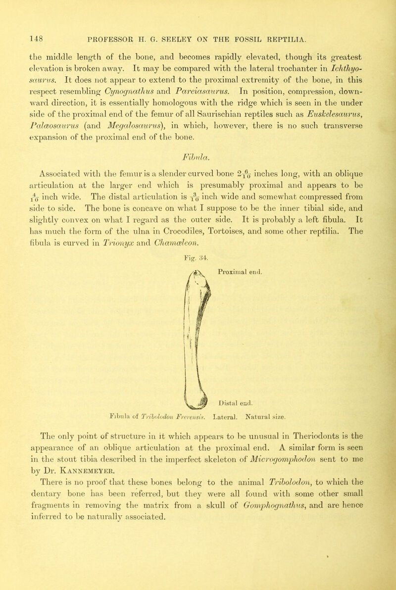 the middle length of the bone, and becomes rapidly elevated, though its greatest elevation is broken away. It may be compared with the lateral trochanter in Ichthyo- saurus. It does not appear to extend to the proximal extremity of the bone, in this respect resembling Cynognathus and Pareiasaurus. In position, compression, down- ward direction, it is essentially homologous with the ridge which is seen in the under side of the proximal end of the femur of all Saurischian reptiles such as Euskelesaurus, PalcBOsaurus (and Megalosaurus), in which, however, there is no such transverse expansion of the proximal end of the bone. Fibula. Associated with the femur is a slender curved bone 2-x% inches long, with an oblique articulation at the larger end which is presumably proximal and appears to be inch wide. The distal articulation is inch wide and somewhat compressed from side to side. The bone is concave on what I suppose to be the inner tibial side, and slightly convex on what I regard as the outer side. It is probably a left fibula. It has much the form of the ulna in Crocodiles, Tortoises, and some other reptilia. The fibula is curved in Trionyx and Chamceleon. Fig. 84. Proximal end. Distal end. Fibula of Tribolodon Frerensis. Lateral. Natural size. The only point of structure in it which appears to be unusual in Theriodonts is the appearance of an oblique articulation at the proximal end. A similar form is seen in the stout tibia described in the imperfect skeleton of Microgomphodon sent to me by Dr. Kannemeyer. There is no proof that these bones belong to the animal Tribolodon, to which the dentary bone has been referred, but they were all found with some other small fragments in removing the matrix from a skull of Gomphogncithus, and are hence inferred to be naturally associated.