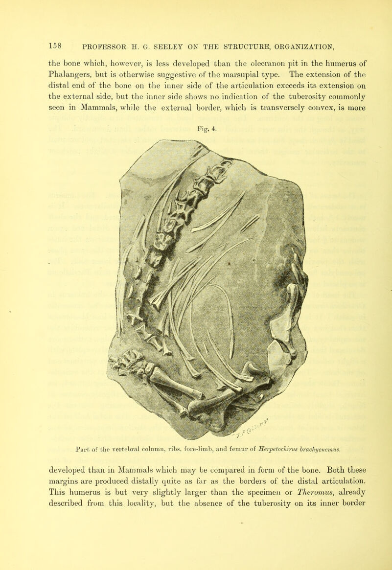 the bone which, however, is less developed than the olecranon pit in the humerus of Phalangers, but is otherwise suggestive of the marsupial type. The extension of the distal end of the bone on the inner side of the ai’ticulation exceeds its extension on the external side, but the inner side shows no indication of the tuberosity commonly seen in Mammals, while the external border, which is transversely convex, is more Fig. 4. Part of the vertebral column, ribs, fore-limb, and femur of Herpetochmis brachycnemiis. developed than in Mammals which may be compared in form of the bone. Both these margins are produced distally quite as far as the borders of the distal articulation. This humerus is but very slightly larger than the specimen or Theromus, already described from this locality, but the absence of the tuberosity on its inner border