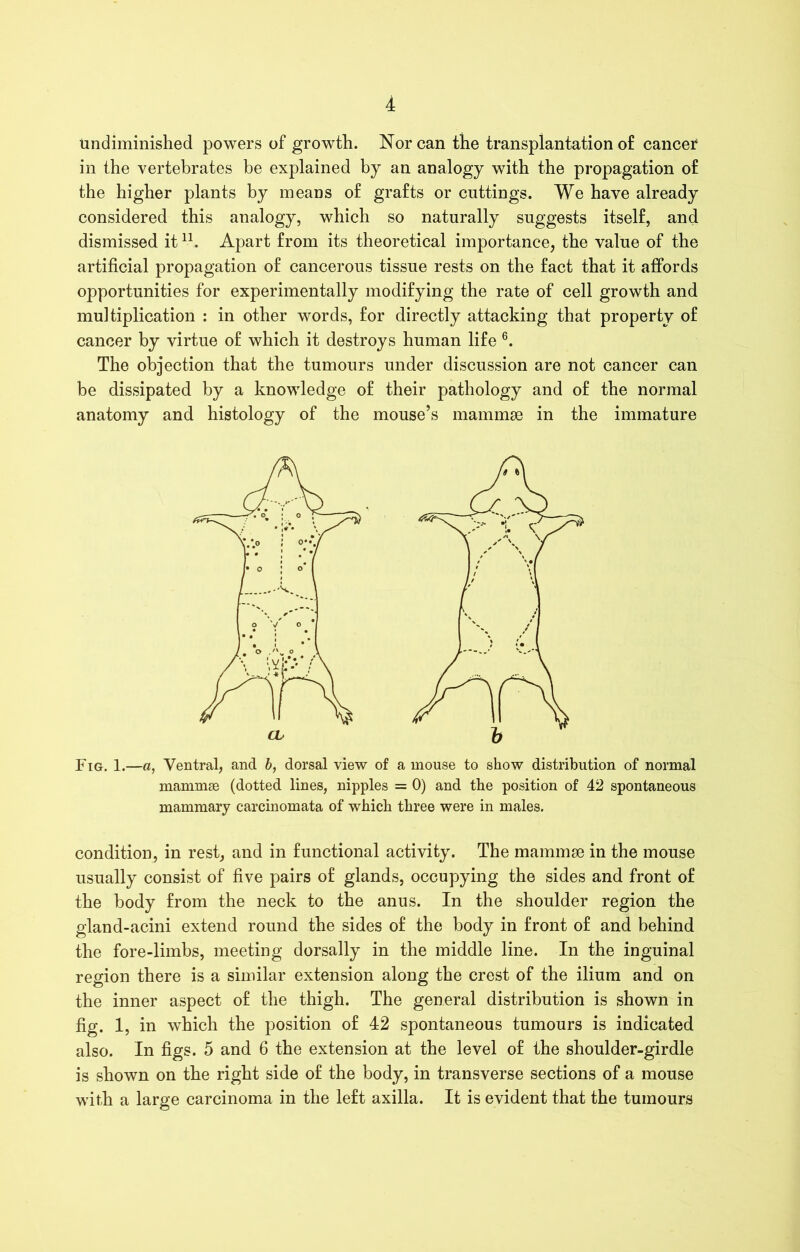 undiminished powers of growth. Nor can the transplantation of cancer in the vertebrates be explained by an analogy with the propagation of the higher plants by means of grafts or cuttings. We have already considered this analogy, which so naturally suggests itself, and dismissed it1-1. Apart from its theoretical importance, the value of the artificial propagation of cancerous tissue rests on the fact that it affords opportunities for experimentally modifying the rate of cell growth and multiplication : in other words, for directly attacking that property of cancer by virtue of which it destroys human life 6. The objection that the tumours under discussion are not cancer can be dissipated by a knowledge of their pathology and of the normal anatomy and histology of the mouse’s mammae in the immature Fig. 1.—a, Ventral, and b, dorsal view of a mouse to show distribution of normal mannme (dotted lines, nipples = 0) and the position of 42 spontaneous mammary carcinomata of which three were in males. condition, in rest, and in functional activity. The mammae in the mouse usually consist of five pairs of glands, occupying the sides and front of the body from the neck to the anus. In the shoulder region the gland-acini extend round the sides of the body in front of and behind the fore-limbs, meeting dorsally in the middle line. In the inguinal region there is a similar extension along the crest of the ilium and on the inner aspect of the thigh. The general distribution is shown in fig. 1, in which the position of 42 spontaneous tumours is indicated also. In figs. 5 and 6 the extension at the level of the shoulder-girdle is shown on the right side of the body, in transverse sections of a mouse with a large carcinoma in the left axilla. It is evident that the tumours