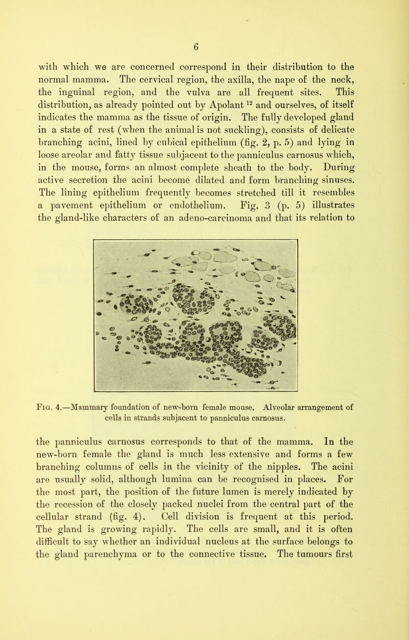 with which we are concerned correspond in their distribution to the normal mamma. The cervical region, the axilla, the nape o£ the neck, the inguinal region, and the vulva are all frequent sites. This distribution, as already pointed out by Apolant12 and ourselves, of itself indicates the mamma as the tissue of origin. The fully developed gland in a state of rest (when the animal is not suckling), consists of delicate branching acini, lined by cubical epithelium (fig. 2, p. 5) and lying in loose areolar and fatty tissue subjacent to the panniculus carnosus which, in the mouse, forms an almost complete sheath to the body. During active secretion the acini become dilated and form branching sinuses. The lining epithelium frequently becomes stretched till it resembles a pavement epithelium or endothelium. Fig. 3 (p. 5) illustrates the gland-like characters of an adeno-carcinoma and that its relation to Fig. 4.—Mammary foundation of new-born female mouse. Alveolar arrangement of cells in strands subjacent to panniculus carnosus. the panniculus carnosus corresponds to that of the mamma. In the new-born female the gland is much less extensive and forms a few branching columns of cells in the vicinity of the nipples. The acini are usually solid, although lumina can be recognised in places. For the most part, the position of the future lumen is merely indicated by the recession of the closely packed nuclei from the central part of the cellular strand (fig. 4). Cell division is frequent at this period. The gland is growing rapidly. The cells are small, and it is often difficult to say whether an individual nucleus at the surface belongs to the gland parenchyma or to the connective tissue. The tumours first