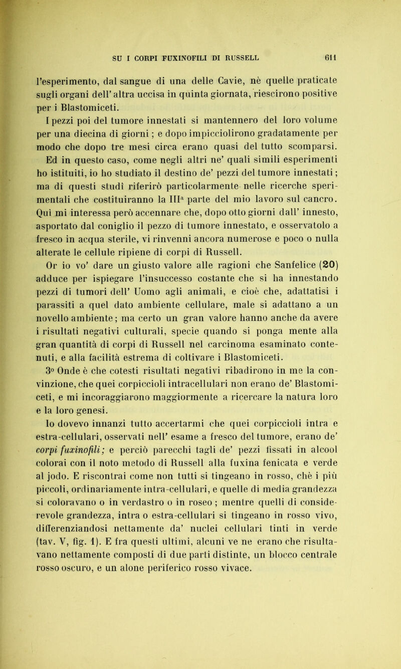 resperimento, dal sangue di una delle Cavie, nè quelle praticate sugli organi dell’ altra uccisa in quinta giornata, riescirono positive per i Blastomiceti. I pezzi poi del tumore innestati si mantennero del loro volume per una diecina di giorni ; e dopo impicciolirono gradatamente per modo che dopo tre mesi circa erano quasi del tutto scomparsi. Ed in questo caso, come negli altri ne’ quali simili esperimenti ho istituiti, io ho studiato il destino de’ pezzi del tumore innestati ; ma di questi studi riferirò particolarmente nelle ricerche speri- mentali che costituiranno la Itla parte del mio lavoro sul cancro. Qui mi interessa però accennare che, dopo otto giorni dall’ innesto, asportato dal coniglio il pezzo di tumore innestato, e osservatolo a fresco in acqua sterile, vi rinvenni ancora numerose e poco o nulla alterate le cellule ripiene di corpi di Russell. Or io vo’ dare un giusto valore alle ragioni che Sanfelice (20) adduce per ispiegare l’insuccesso costante che si ha innestando pezzi di tumori dell’ Uomo agli animali, e cioè che, adattatisi i parassiti a quel dato ambiente cellulare, male si adattano a un novello ambiente; ma certo un gran valore hanno anche da avere i risultati negativi culturali, specie quando si ponga mente alla gran quantità di corpi di Russell nel carcinoma esaminato conte- nuti, e alla facilità estrema di coltivare i Blastomiceti. 3° Onde è che cotesti risultati negativi ribadirono in me la con- vinzione, che quei corpiccioli intracellulari non erano de’ Blastomi- ceti, e mi incoraggiarono maggiormente a ricercare la natura loro e la loro genesi. lo dovevo innanzi tutto accertarmi che quei corpiccioli intra e estra-cellulari, osservati nell’ esame a fresco del tumore, erano de’ corpi faxino fili ; e perciò parecchi tagli de’ pezzi fissati in alcool colorai con il noto metodo di Russell alla fuxina fenicata e verde al jodo. E riscontrai come non tutti si tingeano in rosso, chè i più piccoli, ordinariamente intra-cellulari, e quelle di media grandezza si coloravano o in verdastro o in roseo ; mentre quelli di conside- revole grandezza, intra o estra-cellulari si tingeano in rosso vivo, differenziandosi nettamente da’ nuclei cellulari tinti in verde (tav. V, fig. 1). E fra questi ultimi, alcuni ve ne erano che risulta- vano nettamente composti di due parti distinte, un blocco centrale rosso oscuro, e un alone periferico rosso vivace.