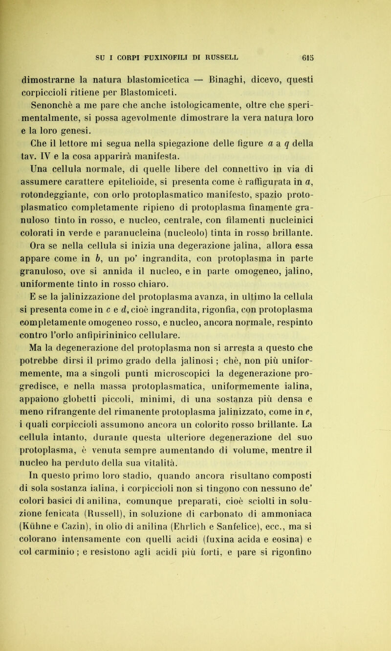 dimostrarne la natura blastomicetica — Binaghi, dicevo, questi corpiccioli ritiene per Blastomiceti. Senonchè a me pare che anche istologicamente, oltre che speri- mentalmente, si possa agevolmente dimostrare la vera natura loro e la loro genesi. Che il lettore mi segua nella spiegazione delle figure a a q della tav. IV e la cosa apparirà manifesta. Una cellula normale, di quelle libere del connettivo in via di assumere carattere epitelioide, si presenta come è raffigurata in a, rotondeggiante, con orlo protoplasmatico manifesto, spazio proto- plasmatico completamente ripieno di protoplasma finamente gra- nuloso tinto in rosso, e nucleo, centrale, con filamenti nucleinici colorati in verde e paranucleina (nucleolo) tinta in rosso brillante. Ora se nella cellula si inizia una degerazione jalina, allora essa appare come in b, un po’ ingrandita, con protoplasma in parte granuloso, ove si annida il nucleo, e in parte omogeneo, jalino, uniformente tinto in rosso chiaro. E se la jalinizzazione del protoplasma avanza, in ultimo la cellula si presenta come in c e d, cioè ingrandita, rigonfia, con protoplasma completamente omogeneo rosso, e nucleo, ancora normale, respinto contro l’orlo anfipirininico cellulare. Ma la degenerazione del protoplasma non si arresta a questo che potrebbe dirsi il primo grado della jalinosi ; chè, non più unifor- memente, ma a singoli punti microscopici la degenerazione pro- gredisce, e nella massa protoplasmatica, uniformemente ialina, appaiono globetti piccoli, minimi, di una sostanza più densa e meno rifrangente del rimanente protoplasma jalinizzato, come in e, i quali corpiccioli assumono ancora un colorito rosso brillante. La cellula intanto, durante questa ulteriore degenerazione del suo protoplasma, è venuta sempre aumentando di volume, mentre il nucleo ha perduto della sua vitalità. In questo primo loro stadio, quando ancora risultano composti di sola sostanza ialina, i corpiccioli non si tingono con nessuno de’ colori basici di anilina, comunque preparati, cioè sciolti in solu- zione fenicata (Russell), in soluzione di carbonato di ammoniaca (Kùhne e Cazin), in olio di anilina (Ehrlich e Sanfelice), ecc., ma si colorano intensamente con quelli acidi (fuxina acida e eosina) e col carminio ; e resistono agli acidi più forti, e pare si rigonfino
