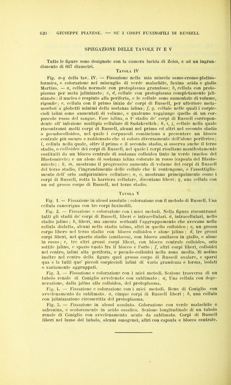 SPIEGAZIONE DELLE TAVOLE IV E V Tutte le figure sono designate con la camera lucida di Zeiss, e ad un ingran- dimento di 667 diametri. Tavola IV Fig. a-q della tav. IV. — Fissazione nella mia miscela osmo-cromo-platino- formica, e colorazione nel miscuglio di verde malachite, fuxina acida e giallo Martius. — a, cellula normale con protoplasma granuloso; à, cellula con proto- plasma per metà jalinizzato; c, d, cellule con protoplasma completamente jali- nizzato : il nucleo è respinto alla periferia, e le cellule sono aumentate di volume, rigonfie; e, cellula con il primo inizio de’ corpi di Russell, per ulteriore meta- morfosi a globetti minimi della sostanza ialina; /', g, cellule nelle quali i corpic- cioli ialini sono aumentati di volume, e qualcuno raggiunge quello di un cor- puscolo rosso del sangue. Fase ialina, o 1° stadio de’ corpi di Russell corrispon- dente all’ infezione multipla cellulare di Sudakevitch ; h, z, j, cellule nella quale riscontransi molti corpi di Russell, alcuni nel primo ed altri nel secondo stadio o pseudocolloideo, nel quale i corpuscoli cominciano a presentare un blocco centrale più oscuro e raddensato che si colora diversamente dell’alone periferico ; l, cellula nella quale, oltre il primo e il secondo stadio, si osserva anche il terzo stadio, o colloideo dei corpi di Russell, nel quale i corpi risultano manifestamente costituiti da un blocco centrale di sostanza colloidea tinto in verde (nucleo del Rlastomicete) e un alone di sostanza ialina colorato in rosso (capsula del Rlasto- micete) ; k, m, mostrano il progressivo aumento di volume dei corpi di Russell del terzo stadio, l’ingrandimento delle cellule che li contengono, e l’assottiglia- mento dell’ orlo anfìpirininico cellulare; n, o, mostrano principalmente come i corpi di Russell, rotta la barriera cellulare, diventano liberi; q, una cellula con un sol grosso corpo di Russell, nel terzo stadio. Tavola V Fig. 1. — Fissazione in alcool assoluto : colorazione con il metodo di Russell. Una cellula cancerigna con tre corpi fuxinofili. Fig. 2. — Fissazione e colorazione con i miei metodi. Nella figura riscontransi tutti gli stadii de’ corpi di Russell, liberi e intracellulari, a, intracellulari, nello stadio jalino ; b, liberi, ma ancora serbanti l’aggruppamento che avevano nella cellula disfatta, alcuni nello stadio ialino, altri in quello colloideo ; c, un grosso corpo libero nel terzo stadio con blocco colloideo e alone jalino ; d, tre grossi corpi liberi, nel quarto stadio (amilaceo), con blocco amilaceo in giallo, e alone in rosso ; e, tre altri grossi corpi liberi, con blocco centrale colloideo, orlo sottile jalino, e spazio vuoto fra il blocco e l’orlo ; /*, altri corpi liberi, colloidei nel centro, ialini alla periferia, e pseudo-colloidei nella zona media. Si notino inoltre nel centro della figura quel grosso corpo di Russell ovalare, e sparsi qua e là tutti que’ piccoli corpiccioli ialini di varia grandezza e forma, isolati o variamente aggruppati. Fig. 3. — Fissazione e colorazione con i miei metodi. Sezione trasversa di un tubolo renale di Coniglio avvelenato con sublimato ; a, Una cellula con dege- nerazione, dalla jalina alla colloidea, del protoplasma. Fig. 4. — Fissazione e colorazione con i miei metodi. Rene di Coniglio con avvelenamento da sublimato, a, cinque corpi di Russell liberi ; &, una cellula con jalinizzazione circoscritta del protoplasma. Fig. 5. — Fissazione in alcool assoluto. Colorazione con verde malachite e safranina, e scoloramente in acido ossalico. Sezione longitudinale di un tubolo renale di Coniglio con avvelenamento acuto da sublimato. Corpi di Russell liberi nel lume del tubolo, alcuni omogenei, altri con capsula e blocco centrale.