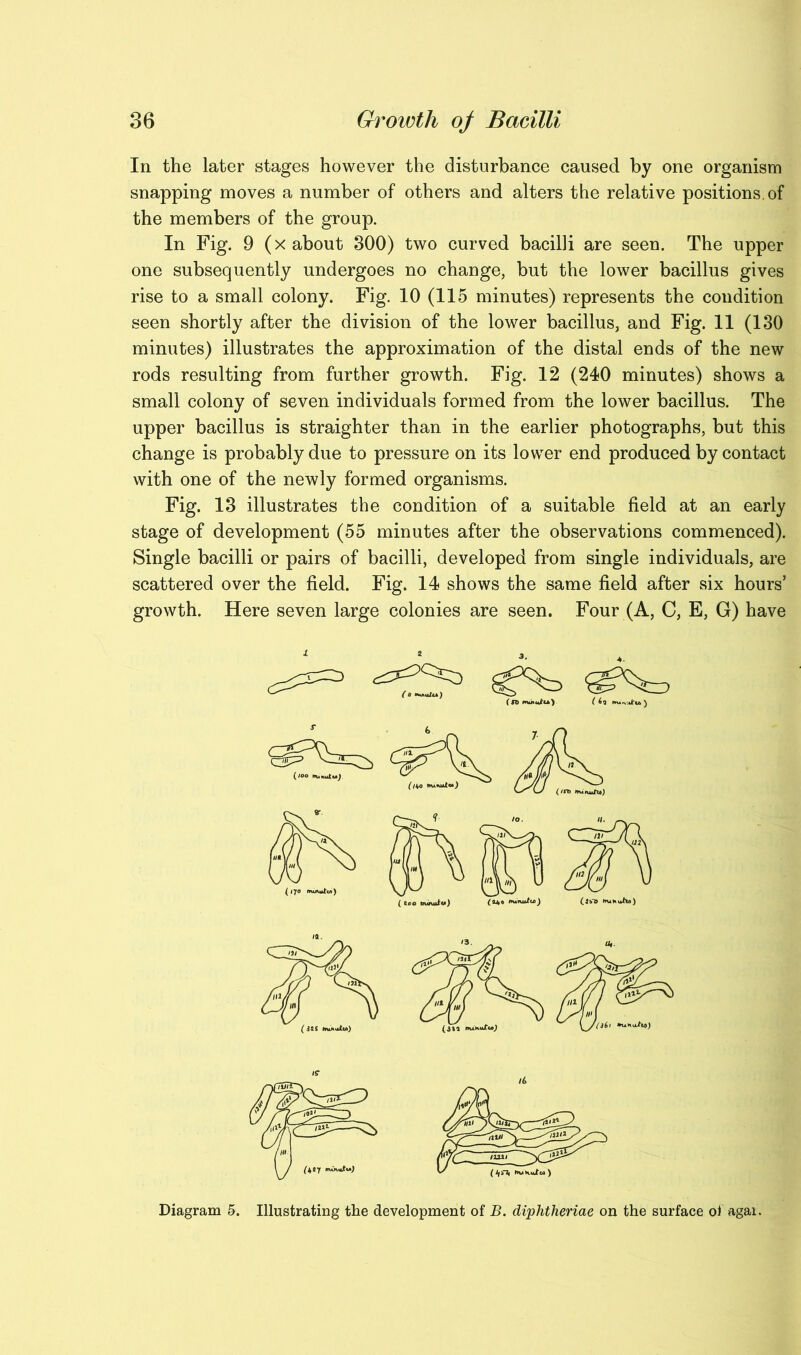 In the later stages however the disturbance caused by one organism snapping moves a number of others and alters the relative positions, of the members of the group. In Fig. 9 (x about 300) two curved bacilli are seen. The upper one subsequently undergoes no change, but the lower bacillus gives rise to a small colony. Fig. 10 (115 minutes) represents the condition seen shortly after the division of the lower bacillus, and Fig. 11 (130 minutes) illustrates the approximation of the distal ends of the new rods resulting from further growth. Fig. 12 (240 minutes) shows a small colony of seven individuals formed from the lower bacillus. The upper bacillus is straighter than in the earlier photographs, but this change is probably due to pressure on its lower end produced by contact with one of the newly formed organisms. Fig. 13 illustrates the condition of a suitable field at an early stage of development (55 minutes after the observations commenced). Single bacilli or pairs of bacilli, developed from single individuals, are scattered over the field. Fig. 14 shows the same field after six hours’ growth. Here seven large colonies are seen. Four (A, C, E, G) have