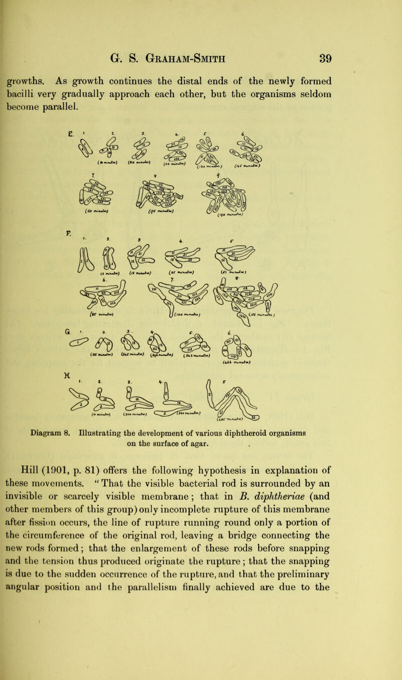 growths. As growth continues the distal ends of the newly formed bacilli very gradually approach each other, but the organisms seldom become parallel. Diagram 8. Illustrating the development of various diphtheroid organisms on the surface of agar. Hill (1901, p. 81) offers the following hypothesis in explanation of these movements. “ That the visible bacterial rod is surrounded by an invisible or scarcely visible membrane ; that in B. diphtheriae (and other members of this group) only incomplete rupture of this membrane after fission occurs, the line of rupture running round only a portion of the circumference of the original rod, leaving a bridge connecting the new rods formed; that the enlargement of these rods before snapping and the tension thus produced originate the rupture ; that the snapping is due to the sudden occurrence of the rupture, and that the preliminary angular position and the parallelism finally achieved are due to the