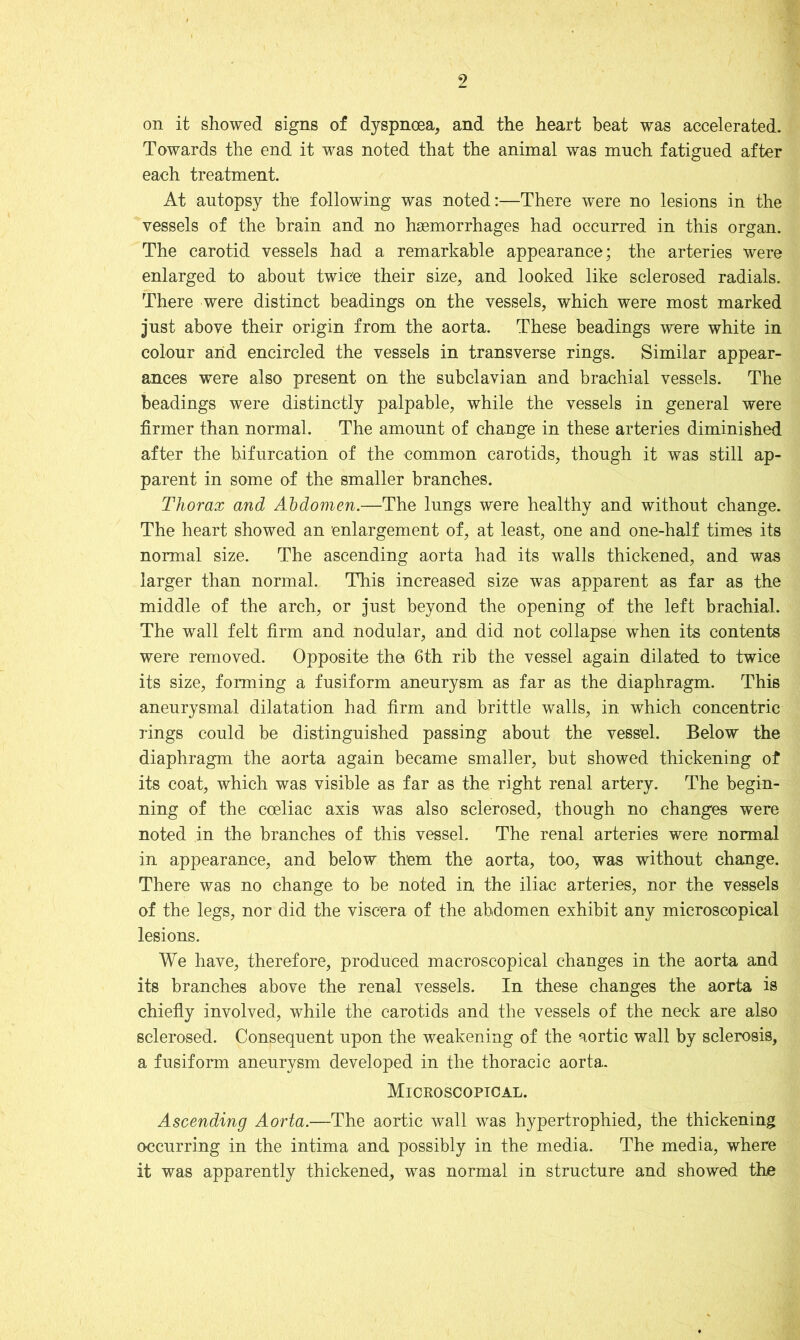 on it showed signs of dyspnoea, and the heart beat was accelerated. Towards the end it was noted that the animal was much fatigued after each treatment. At autopsy the following was noted:—There were no lesions in the vessels of the brain and no haemorrhages had occurred in this organ. The carotid vessels had a remarkable appearance; the arteries were enlarged to about twice their size, and looked like sclerosed radials. There were distinct beadings on the vessels, which were most marked just above their origin from the aorta. These beadings were white in colour and encircled the vessels in transverse rings. Similar appear- ances were also present on the subclavian and brachial vessels. The beadings were distinctly palpable, while the vessels in general were firmer than normal. The amount of change in these arteries diminished after the bifurcation of the common carotids, though it was still ap- parent in some of the smaller branches. Thorax and Abdomen.—The lungs were healthy and without change. The heart showed an enlargement of, at least, one and one-half times its normal size. The ascending aorta had its walls thickened, and was larger than normal. This increased size was apparent as far as the middle of the arch, or just beyond the opening of the left brachial. The wall felt firm and nodular, and did not collapse when its contents were removed. Opposite the 6th rib the vessel again dilated to twice its size, forming a fusiform aneurysm as far as the diaphragm. This aneurysmal dilatation had firm and brittle walls, in which concentric rings could be distinguished passing about the vessel. Below the diaphragm the aorta again became smaller, but showed thickening of its coat, which was visible as far as the right renal artery. The begin- ning of the cceliac axis was also sclerosed, though no changes were noted in the branches of this vessel. The renal arteries were normal in appearance, and below them the aorta, too, was without change. There was no change to be noted in the iliac arteries, nor the vessels of the legs, nor did the viscera of the abdomen exhibit any microscopical lesions. We have, therefore, produced macroscopical changes in the aorta and its branches above the renal vessels. In these changes the aorta is chiefly involved, while the carotids and the vessels of the neck are also sclerosed. Consequent upon the weakening of the aortic wall by sclerosis, a fusiform aneurysm developed in the thoracic aorta. Microscopical. Ascending Aorta.—The aortic wall was hypertrophied, the thickening occurring in the intima and possibly in the media. The media, where it was apparently thickened, was normal in structure and showed the