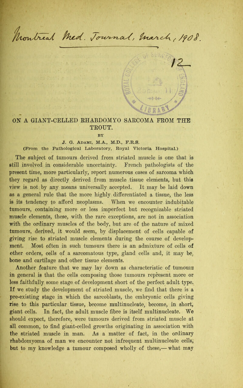 fhjt^. <J, ^^xayx-oA^ ^^ /Z-. y > (t ON A GIANT-CELLED EHABDOMYO SAECOMA FEOM THE TEOUT. BY J. G. Adami, M.A., M.D., F.R.S. (From the Pathological Laboratory, Royal Victoria Hospital.) The subject of tumours derived from striated muscle is one that is still involved in considerable uncertainty. French pathologists of the present time, more particularly, report numerous cases of sarcoma which they regard as directly derived from muscle tissue elements, but this view is not by any means universally accepted. It may be laid down as a general rule that the more highly differentiated a tissue, the less is its tendency to afford neoplasms. MTien we encounter indubitable tumours, containing more or less imperfect but recognizable striated muscle elements, these, with the rare exceptions, are not in association with the ordinary muscles of the body, hut are of the nature of mixed tumours, derived, it would seem, by displacement of cells capable of giving rise to striated muscle elements during the course of develop- ment. Most often in such tumours there is an admixture of cells of other orders, cells of a sarcomatous type, gland cells and, it m^ay be. bone and cartilage and other tissue elements. Another feature that we may lay down as characteristic of tumomig in general is that the cells composing those tumours represent more or less faithfully some stage of development short of the perfect adult type.^ If we study the development of striated muscle, we find that there is a pre-existing stage in which the sarcoblasts, the embryonic cells giving rise to this particular tissue, become multinucleate, become, in short, giant cells. In fact, the adult muscle fibre is itself multinucleate. We should expect, therefore, were tumours derived from striated muscle at all common, to find giant-celled growths originating in association with the striated muscle in man. As a matter of fact, in the ordinary rhabdomyoma of man we encounter not infrequent multinucleate cells, but to my knowledge a tumour composed wholly of these,— what may