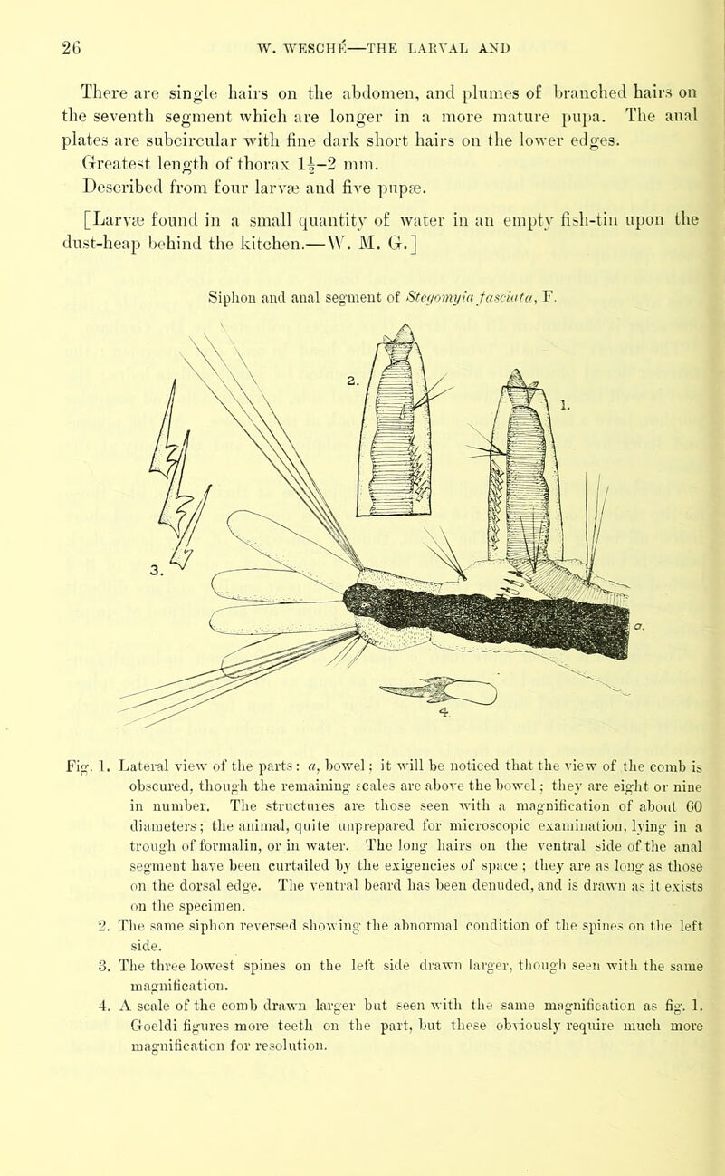 There are single hairs on the abdomen, and plumes o£ branched hairs on the seventh segment which are longer in a more mature pupa. The anal plates are subcircular with fine dark short hairs on the lower edges. Greatest length of thorax 1^-2 mm. Described from four larvae and five pupae. [Larvae found in a small quantity of water in an empty fish-tin upon the dust-heap behind the kitchen.—W. M. G.] Siphon and anal segment of Stegomyia fasciuta, F. Fig. 1. Lateral view of the parts: a, bowel; it will be noticed that the view of the comb is obscured, though the remaining scales are above the bowel; they are eight or nine in number. The structures are those seen with a magnification of about 60 diametersthe animal, quite unprepared for microscopic examination, lying in a trough of formalin, or in water. The long hairs on the ventral side of the anal segment have been curtailed by the exigencies of space ; they are as long as those on the dorsal edge. The ventral beard has been denuded, and is drawn as it exists on the specimen. 2. The same siphon reversed showing the abnormal condition of the spines on the left side. 3. The three lowest spines on the left side drawn larger, though seen with the same magnification. 4. A scale of the comb drawn larger but seen with the same magnification as fig. 1. Goeldi figures more teeth on the part, but these obviously require much more magnification for resolution.