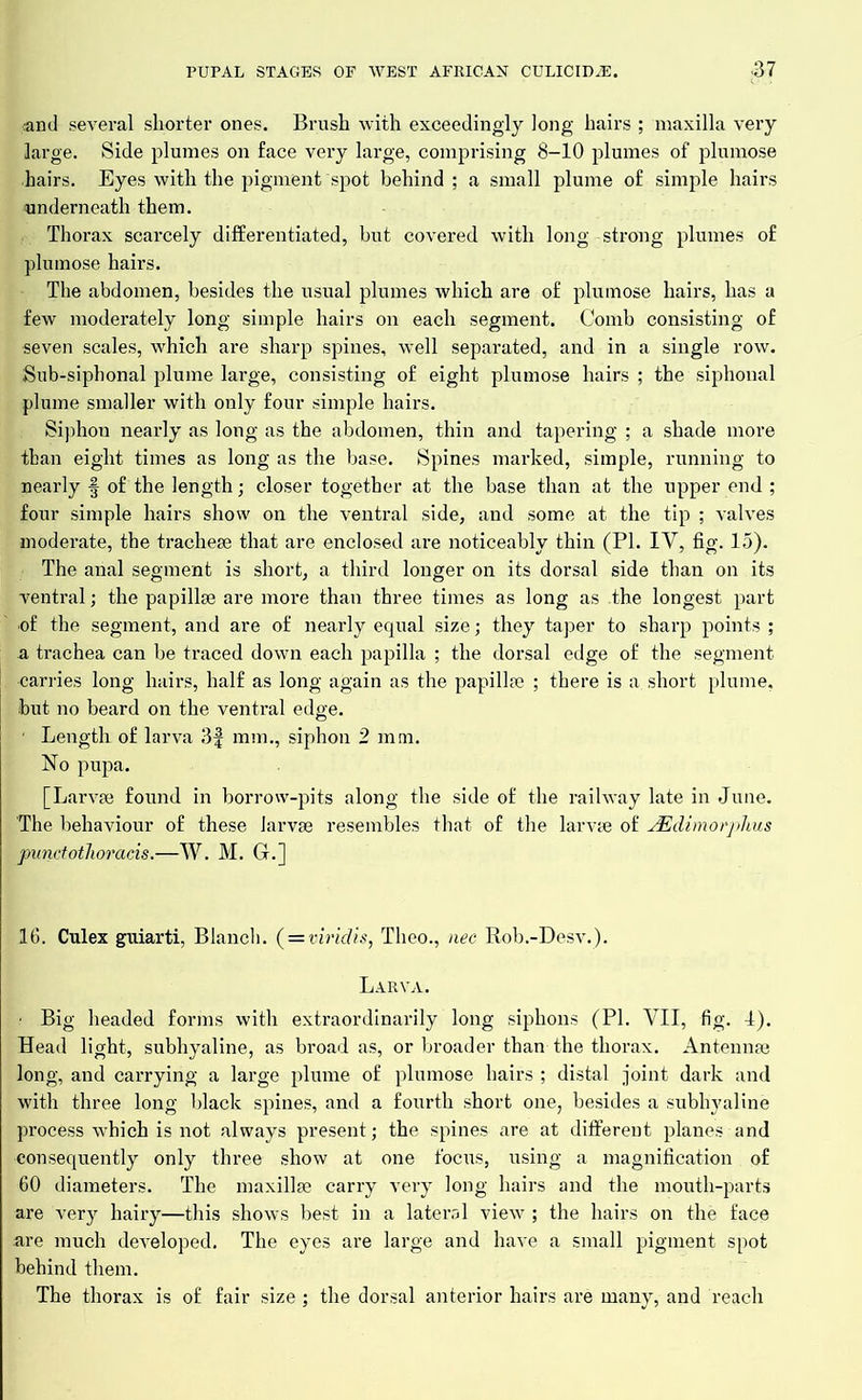 and several shorter ones. Brush with exceedingly long hairs ; maxilla very large. Side plumes on face very large, comprising 8-10 plumes of plumose hairs. Eyes with the pigment spot behind ; a small plume of simple hairs underneath them. . Thorax scarcely differentiated, but covered with long strong plumes of plumose hairs. The abdomen, besides the usual plumes which are of plumose hairs, has a few moderately long simple hairs on each segment. Comb consisting of seven scales, which are sharp spines, well separated, and in a single row. iSub-siphonal plume large, consisting of eight plumose hairs ; the siphonal plume smaller with only four simple hairs. Siphon nearly as long as the abdomen, thin and tapering ; a shade more than eight times as long as the base. Spines marked, simple, running to nearly § of the length; closer together at the base than at the upper end ; four simple hairs show on the ventral side, and some at the tip ; valves moderate, the tracheae that are enclosed are noticeably thin (PI. IV, fig. 15). The anal segment is short, a third longer on its dorsal side than on its ventral; the papillae are more than three times as long as the longest part of the segment, and are of nearly equal size; they taper to sharp points ; a trachea can be traced down each papilla ; the dorsal edge of the segment carries long hairs, half as long again as the papillae ; there is a. short plume, but no beard on the ventral edge. ■ Length of larva 3f mm., siphon 2 mm. No pupa. [Larvae found in borrow-pits along the side of the railway late in June. The behaviour of these larvae resembles that of the larvae of aEdimorphus punctothoracis.—W. M. GL] 16. Culex guiarti, Blanch. (=viridis, Tlieo., nec Rob.-Desv.). Larva. ■ Big headed forms with extraordinarily long siphons (PL VII, fig. 4). Head light, subhyaline, as broad as, or broader than the thorax. Antennae long, and carrying a large plume of plumose hairs ; distal joint dark and with three long black spines, and a fourth short one, besides a subhyaline process which is not always present; the spines are at different planes and consequently only three show at one focus, using a magnification of 60 diameters. The maxillae carry very long hairs and the mouth-parts are very hairy—this shows best in a lateral view ; the hairs on the face are much developed. The eyes are large and have a small pigment spot behind them. The thorax is of fair size; the dorsal anterior hairs are many, and reach