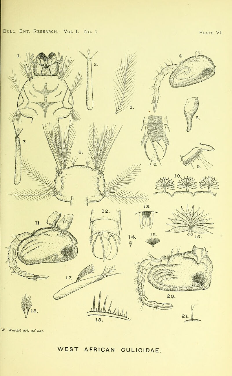 !JJU w. Wesch£ del. ad nat.