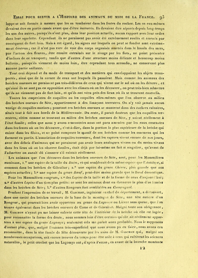 Ioppe se soit formée à mesure que les os tombaient dans les fentes du rocher. Les os eux-mêmes devaient être en partie cassés avant que d’être incrustés. Us devaient être séparés depuis long-temps les uns des autres, puisqu’ils n’ont plus, dans leur position actuelle, aucun rapport avec leur ordre dans leur squelette. Cependant ils ne paraissent pas avoir été extrêmement roulés et amenés par conséquent de fort loin. Mais à cet égard , les signes sur lesquels on peut se fonder sont extrême- ment douteux ; car il n’est pas rare de voir des corps organisés amenés dans le bassin des mers, par l’action des fleuves, être ensuite entraînés sur le rivage par les flots, ne point présenter d’indices de ce transport; tandis que d’autres d’une structure moins délicate et beaucoup moins ballotés, puisqu’ils viennent de moins loin, être cependant tous arrondis, ne conservant plus aucune partie saillante. Tout ceci dépend et du mode de transport et des matières qui enveloppaient les objets trans- portés , ainsi que de la nature de ceux sur lesquels ils passaient Mais comme les animaux des brèches osseuses ne paraissent pas très-différens de ceux qui vivent sur le sol où on les déterre , et qu’ainsi ils ne sont pas en opposition avec les climats où on les découvre , on peut très-bien admettre qu'ils-ne viennent pas de fort loin, et qu’ils ont vécu près des lieux où ils se trouvent ensevelis. Toutes les empreintes de coquilles ou les coquilles elles-mêmes que l’on observe au milieu des brèches osseuses de Sète, appartiennent à des limaçons terrestres. On n’y voit jamais aucun vestige de coquilles marines ; pourtant ces brèches osseuses se montrent dans des rochers calcaires, situés tout à fait aux bords de la Méditerranée. Du reste, il paraît douteux que les coquilles ter- restres, citées comme se trouvant au milieu des brèches osseuses de. Sète, y soient réellement à l’état fossile; celles que nous y avons rencontrées nous ont paru amenées par les eaux courantes dans les fentes où on les découvre, c’est-à-dire, dans la portion la plus supérieure de la brèche qui existe dans les filons, et ne point composer le massif de ces brèches comme les ossemens qui les forment en partie. L’association de coquilles terrestres, dont les espèces vivent encore de nos jours, avec des débris d’animaux qui ne paraissent pas avoir leurs analogues vivans ou du moins vivans dans les lieux où on les observe fossiles, était déjà par lui-même un fait si singulier, qu’avant de l’admettre on aurait dû s'assurer s’il existait réellement. Les animaux que l’on découvre dans les brèches osseuses de Sète, sont, pour les Mammifères ruminans, i.° une espèce de 1a. taille du Daim, etqui semblerait delà même espèce que l’Antilope, si commun dans les brèches de Gibraltar; 2.0 une espèce du genre Chèvre-, plus -grande que nos espèces actuelles ; 3.° une espèce du genre Bœuf, peut-être moins grande que le Bœuf domestique. Pour les Mammifères rongeurs, x.° des Lupins de la taille et de la forme de ceux d’aujourd’hui ; 2.° d’autres Lapins d’un tiers plus petits : ce sont les animaux dont ou découvre le plus d’os fossiles dans les brèches de Sète; 3.° d’autres Rongeurs fort semblables au Campagnol. Pendant l’impression de ce travail, M. Gaschon, ingénieur en chef du département, a découvert, dans une cavité des brèches osseuses de la base de la montagne de Sète, une tête entière d’un Rongeur, qui pourrait bien avpir appartenu au genre du Lagomys ou Lièvre sans queue, que l’on trouve également dans les brèches osseuses de Corse et de Gibraltar. Malgré toute son obligeance , M. Gaschon n’ayant pu me laisser enlever cette tête de l'intérieur de la brèche où elle est logée , pour reconnaître la forme des dents , nous sommes loin d’être certains qu’elle ait réellement appar- tenu à une espèce du genre Lagomys ; seulement cela me parait assez probable. Nous le supposons d’autant plus, que, malgré l’examen très-superficiel que nous avons pu en Taire , nous avons cru reconnaître, dans la tête fossile de Sète découverte par les soins de M. Gaschov qui, malgré ses nombreuses occupations, sait encore trouver du temps pour être utile à ceux qui cultivent les sciences naturelles, le petit crochet que les Lagomys ont, d’après Pallas , en avant de la branche montante