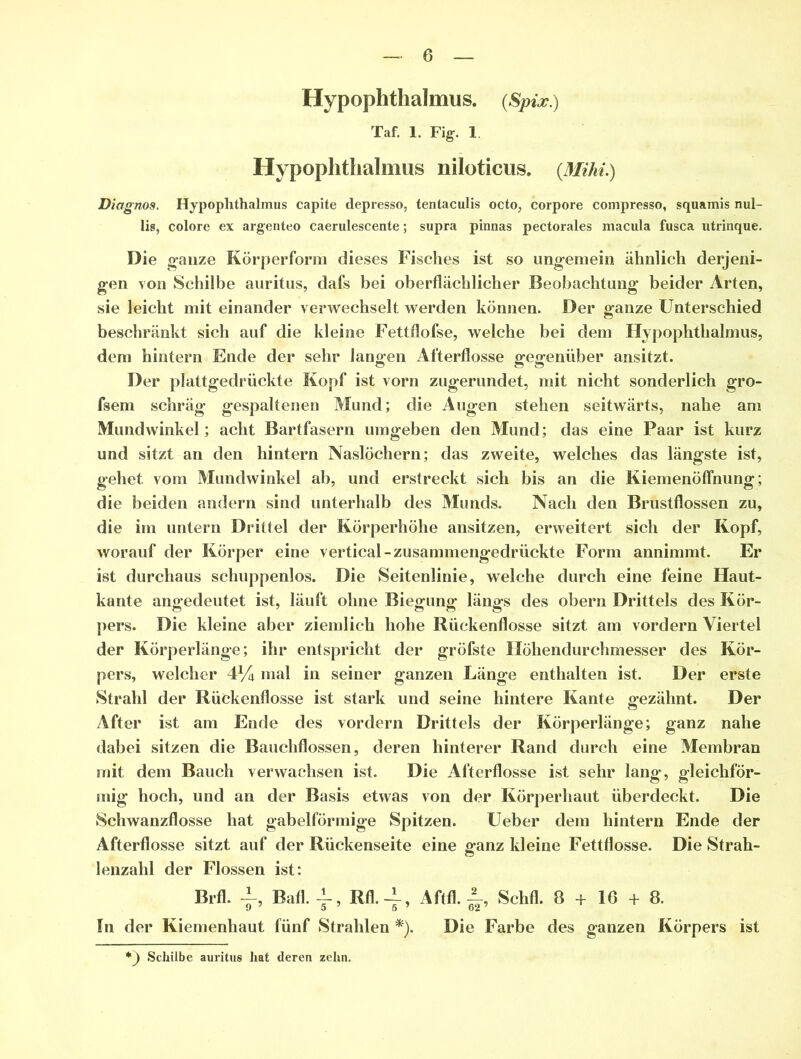 Hypophthalmus. (Spix.) Taf. 1. Fig. 1 Hypophthalmus niloticus. {Mihi.) Diagnos. Hypophthalmus capite depresso, tentaculis octo, corpore compresso, squamis nul- lis, colore ex argenteo caerulescente; supra pinnas pectorales macula fusca utrinque. Die ganze Körperform dieses Fisches ist so ungemein ähnlich derjeni- gen von Schilbe auritus, dafs bei oberflächlicher Beobachtung beider Arten, sie leicht mit einander verwechselt werden können. Der ganze Unterschied beschränkt sich auf die kleine Fettflofse, welche bei dem Hypophthalmus, dem hintern Ende der sehr langen Afterflosse gegenüber ansitzt. Der plattgedrückte Kopf ist vorn zugerundet, mit nicht sonderlich gro- fsem schräg gespaltenen Mund; die Augen stehen seitwärts, nahe am Mundwinkel; acht Bartfasern umgeben den Mund; das eine Paar ist kurz und sitzt an den hintern Naslöchern; das zweite, welches das längste ist, gehet vom Mundwinkel ab, und erstreckt sich bis an die Kiemenöffhung; die beiden andern sind unterhalb des Munds. Nach den Brustflossen zu, die im untern Drittel der Körperhöhe ansitzen, erweitert sich der Kopf, worauf der Körper eine vertical-zusammengedrückte Form annimmt. Er ist durchaus schuppenlos. Die Seitenlinie, welche durch eine feine Haut- kante angedeutet ist, läuft ohne Biegung längs des obern Drittels des Kör- pers. Die kleine aber ziemlich hohe Rückenflosse sitzt am vordem Viertel der Körperlänge; ihr entspricht der gröfste Höhendurchmesser des Kör- pers, welcher 4% mal in seiner ganzen Länge enthalten ist. Der erste Strahl der Rückenflosse ist stark und seine hintere Kante gezähnt. Der After ist am Ende des vordem Drittels der Körperlänge; ganz nahe dabei sitzen die Bauchflossen, deren hinterer Rand durch eine Membran mit dem Bauch verwachsen ist. Die Afterflosse ist sehr lang, gleichför- mig hoch, und an der Basis etwas von der Körperhaut überdeckt. Die Schwanzflosse hat gabelförmige Spitzen. Ueber dem hintern Ende der Afterflosse sitzt auf der Rückenseite eine ganz kleine Fettflosse. Die Strah- lenzahl der Flossen ist: Brfl. i, Bafl. -1-, Rfl-4, Aftfl. 4 Schfl. 8 + 16 + 8. 9 7 5 7 5 7 62 In der Kiemenhaut fünf Strahlen *). Die Farbe des ganzen Körpers ist Schilbe auritus hat deren zehn.