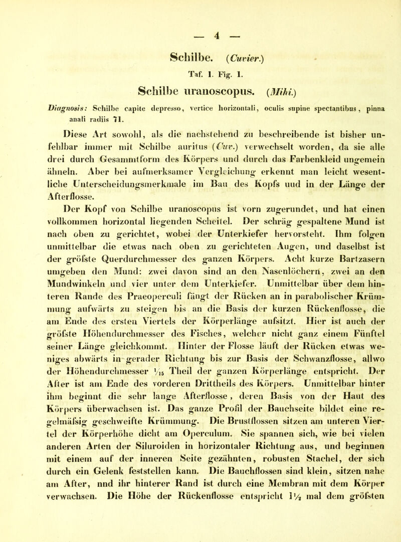 Schilbe. {Cu vier.) Taf. 1. Fig. 1. Schilbe uranoscopus. {Mihi.) Dtagnosis: Schilbe capite depresso, vertice horizontali, oculis supine spectajntibus , pinna anali radiis 71. Diese Art sowohl, als die nachstehend zu beschreibende ist bisher un- fehlbar immer mit Schilbe auritus {Cur.) verwechselt worden, da sie alle drei durch Gesammtform des Körpers und durch das Farbenkleid ungemein ähneln. Aber bei aufmerksamer Vergleichung erkennt man leicht wesent- liche Unterscheidungsmerkmale im Bau des Kopfs uud in der Länge der Afterflosse. Der Kopf von Schilbe uranoscopus ist vorn zugerundet, und hat einen vollkommen horizontal liegenden Scheitel. Der schräg gespaltene Mund ist nach oben zu gerichtet, wobei der Unterkiefer hervorsteht. Ihm folgen unmittelbar die etwas nach oben zu gerichteten x\ugen, und daselbst ist der gröfste Querdurchmesser des ganzen Körpers. Acht kurze Bartzasern umgeben den Mund: zwei davon sind an den Nasenlöchern, zwei an den Mundwinkeln und vier unter dem Unterkiefer. Unmittelbar über dem hin- teren Rande des Praeoperculi fängt der Rücken an in parabolischer Krüm- mung aufwärts zu steifen bis an die Basis der kurzen Rückenflosse, die am Ende des ersten Viertels der Körperlänge aufsitzt. Hier ist auch der grölste Höhendurchmesser des Fisches, welcher nicht ganz einem Fünftel seiner Länge gleichkommt. Hinter der Flosse läuft der Rücken etwas we- niges abwärts in gerader Richtung bis zur Basis der Schwanzflosse, allwo der Höhendurchmesser Vis Theil der ganzen Körperlänge entspricht. Der Alter ist am Ende des vorderen Drittheils des Körpers. Unmittelbar hinter ihm beginnt die sehr lange Afterflosse, deren Basis von der Haut des Körpers überwachsen ist. Das ganze Profil der Bauchseite bildet eine re- gelmäfsig geschweifte Krümmung. Die Brustflossen sitzen am unteren Vier- tel der Körperhöhe dicht am Operculum. Sie spannen sich, wie bei vielen anderen Arten der Siluroiden in horizontaler Richtung aus, und beginnen mit einem auf der inneren Seite gezähnten, robusten Stachel, der sich durch ein Gelenk feststellen kann. Die Bauchflossen sind klein, sitzen nahe am After, nnd ihr hinterer Rand ist durch eine Membran mit dem Körper verwachsen. Die Höhe der Rückenflosse entspricht iy2 mal dem grölsten