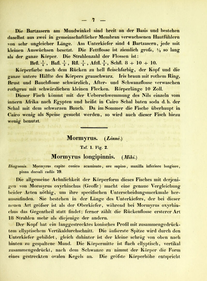 Die Bartzasern am Mundwinkel sind breit an der Basis und bestehen daselbst aus zwei in gemeinschaftlicher Membran verwachsenen Hautfühlern von sehr ungleicher Länge. Am Unterkiefer sind 4 Bartzasern, jede mit kleinen Auswüchsen besetzt. Die Fettflosse ist ziemlich grofs, V* so lang als der ganze Körper. Die Strahlenzahl der Flossen ist: Brfl. -y , Bafl. -f , Rfl. -J-, Aftfl. -f-, Schfl. 8 + 10 + 10. Körperfarbe nach dem Rücken zu hell fleischfarbig, der Kopf und die ganze untere Hälfte des Körpers grauschwarz. Iris braun mit rothem Ring, Brust und Bauchflosse schwärzlich, After- und Schwanzflosse verwaschen rothgrau mit schwärzlichen kleinen Flecken. Rörperlänge 10 Zoll. Dieser Fisch kömmt mit der Ueberschwemmung des Nils einzeln vom innern Afrika nach Egypten und heifst in Cairo Schal baten soda d. h. der Schal mit dem schwarzen Bauch. Da im Sommer die Fische überhaupt in Cairo wenig als Speise gesucht werden, so wird auch dieser Fisch hiezu wenig benutzt Mormyrus. (Linne.) Taf. 1. Fig. 2. Mormyrus longipinnis. (Mihi.) Diagnosis. Mormyrus capite conico acuminato, ore supino, maxilla inferiore longiore, pinna dorsali radiis 79. Die allgemeine Aehnlichkeit der Körperform dieses Fisches mit derjeni- gen von Mormyrus oxyrhinchus (Geoffr.) macht eine genaue Vergleichung beider Arten nöthig, um ihre specifischen Unterscheidungsmerkmale her- auszufinden. Sie bestehen in der Länge des Unterkiefers, der bei dieser neuen Art gröfser ist als der Oberkiefer, während bei Mormyrus oxyrhin- chus das Gegentheil statt findet; ferner zählt die Rückenflosse ersterer Art 18 Strahlen mehr als diejenige der andern. Der Kopf hat ein langgestrecktes konisches Profil mit zusammengedrück- tem ellyptischem Vertikaldurchschnitt. Die äufserste Spitze wird durch den Unterkiefer gebildet, gleich dahinter ist der kleine schräg von oben nach hinten zu gespaltene Mund. Die Körpermitte ist flach ellyptisch, vertikal zusammengedrückt, nach dem Schwänze zu nimmt der Körper die Form eines gestreckten ovalen Kegels an. Die gröfste Körperhöhe entspricht