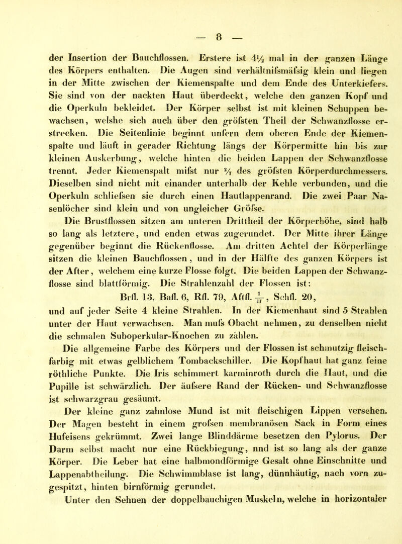 der Insertion der Bauchflossen. Erstere ist 4y2 mal in der ganzen Länge des Körpers enthalten. Die Augen sind verhältnifsmäfsig klein und liegen in der Mitte zwischen der Kiemenspalte und dem Ende des Unterkiefers. Sie sind von der nackten Haut überdeckt, welche den ganzen Kopf und die Operkuln bekleidet. Der Körper selbst ist mit kleinen Schuppen be- wachsen, welshe sich auch über den gröfsten Theil der Schwanzflosse er- strecken. Die Seitenlinie beginnt unfern dem oberen Ende der Kiemen- spalte und läuft in gerader Richtung längs der Körpermitte hin bis zur kleinen Auskerbung, welche hinten die beiden Lappen der Schwanzflosse trennt. Jeder Kiemenspalt mifst nur 2/i des gröfsten Körperdurchmessers. Dieselben sind nicht mit einander unterhalb der Kehle verbunden, und die Operkuln schliefsen sie durch einen Hautlappenrand. Die zwei Paar Na- senlöcher sind klein und von ungleicher Gröfse. Die Brustflossen sitzen am unteren Drittheil der Körperhöhe, sind halb so lang als letztere, und enden etwas zugerundet. Der Mitte ihrer Länge gegenüber beginnt die Rückenflosse. Am dritten Achtel der Körperlänge sitzen die kleinen Bauchflossen , und in der Hälfte des ganzen Körpers ist der After, welchem eine kurze Flosse folgt. Die beiden Lappen der Schwanz- flosse sind blattförmig. Die Strahlenzahl der Flossen ist: Brfl. 13, Bafl. 6, Rfl. 79, Aftfl. -L, Schfl. 20, und auf jeder Seite 4 kleine Strahlen. In der Kiemenhaut sind 5 Strahlen unter der Haut verwachsen. Man mufs Obacht nehmen, zu denselben nicht die schmalen Suboperkular-Knochen zu zählen. Die allgemeine Farbe des Körpers und der Flossen ist schmutzig fleisch- farbig mit etwas gelblichem Tombackschiller. Die Kopfhaut hat ganz feine röthliche Punkte. Die Iris schimmert karminroth durch die Haut, und die Pupille ist schwärzlich. Der äufsere Rand der Rücken- und Schwanzflosse ist schwarzgrau gesäumt. Der kleine ganz zahnlose Mund ist mit fleischigen Lippen versehen. Der Magen besteht in einem grofsen membranösen Sack in Form eines Hufeisens gekrümmt. Zwei lange Blinddärme besetzen den Pylorus. Der Darm selbst macht nur eine Rückbiegung, nnd ist so lang als der ganze Körper. Die Leber hat eine halbmondförmige Gesalt ohne Einschnitte und Lappenabtheilung. Die Schwimmblase ist lang, dünnhäutig, nach vorn zu- gespitzt, hinten bimförmig gerundet. Unter den Sehnen der doppelbauchigen Muskel n, welche in horizontaler