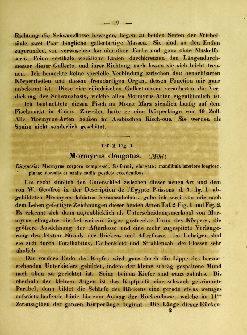 Richtung die Schwanzflosse bewegen, liegen zu beiden Seiten der Wirbel- säule zwei Paar längliche gallertartige Massen. Sie sind an den Enden zugerundet, von verwaschen kamiinrother Farbe und ganz ohne Muskelfa- sern. Feine vertikale weifsliche Linien durchkreuzen den Längendurch- messer dieser Gallerte, und ihrer Richtung nach lassen sie sich leicht tren- nen. Ich bemerkte keine specielle Verbindung zwischen des benachbarten Rörpertheilen und diesem fremdartigen Organ, dessen Function mir ganz unbekannt ist. Diese vier cilindrischen Gallertmassen veranlassen die Ver- dickung der Schwanzbasis, welche allen Mormyrus-Arten eigentümlich ist. Ich beobachtete diesen Fisch im Monat März ziemlich häufig auf dem Fischmarkt in Cairo. Zuweilen hatte er eine Körperlänge von 30 Zoll. Alle Mormyrus-Arten heifseu im Arabischen Kisch-oue. Sie werden als Speise nicht sonderlich geschätzt. Taf. 2. Fig. 1. Mormyrus elongatus. {Mihi.) Diagnosis: Mormyrus corpore compresso, fusiformi, elongato; mandibula inferiore longiore, pinnae dorsalis et analis radiis posticis excedentibus. Um recht sinnlich den Unterschied zwischen dieser neuen Art und dem von W. Geoffroi in der Description de kEgypte Poissons pl. 7. fig. 1. ab- gebildeten Mormyrus labiatus herauszuheben, gebe ich zwei von mir nach dem Leben gefertigte Zeichnungen dieser beiden Arten Taf. 2 Fig. 1 und Fig. 2. Es erkennt sich dann augenblicklich als Unterscheidungsmerkmal von Mor- myrus elongatus die bei weitem länger gestreckte Form des Körpers, die gröfsere Ausdehnung der Afterflosse und eine mehr zugespitzte Verlänge- rung des letzten Strahls der Rücken- und Afterflosse. Im Uebrigen sind sie sich durch Totalhabitus, Farbenkleid und Strahlenzahl der Flossen sehr ähnlich. Das vordere Ende des Kopfes wird ganz durch die Lippe des hervor- stehenden Unterkiefers gebildet, indem der kleine schräg gespaltene Mund nach oben zu gerichtet ist. Seine beiden Kiefer sind ganz zahnlos. Bis oherhalb der kleinen Augen ist das Kopfprofil eine schwach gekrümmte Parabel, dann bildet die Schärfe des Rückens eine gerade etwas weniges aufwärts laufende Linie bis zum Anfang der Rückenflosse, welche im llten Zwanzigtheil der ganzen Körperlänge beginnt. Die Länge dieser Rücken- 2