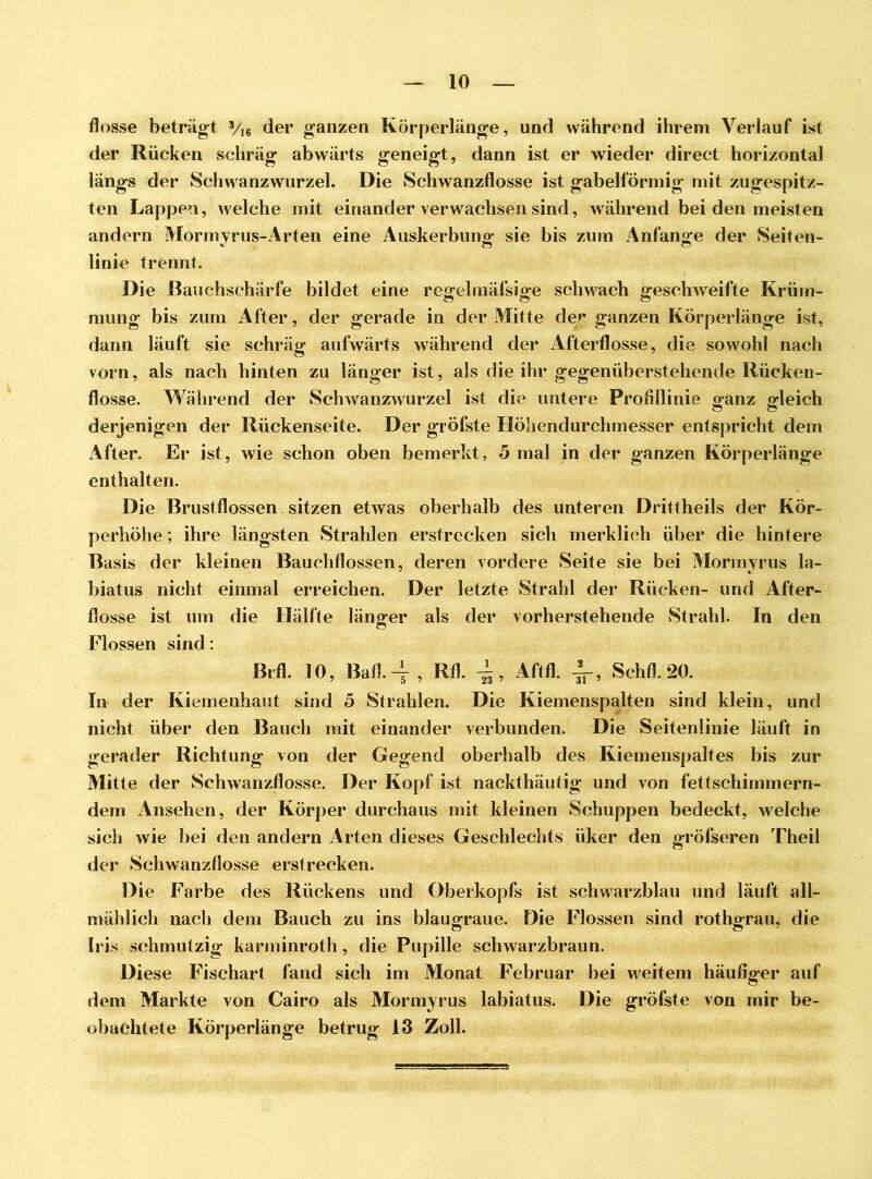 flösse beträgt 3/16 der ganzen Körperlänge, und während ihrem Verlauf ist der Rücken schräg abwärts geneigt, dann ist er wieder direct horizontal längs der Schwanzwurzel. Die Schwanzflosse ist gabelförmig mit zugespitz- ten Lappen, welche mit einander verwachsen sind, während bei den meisten andern Mormvrus-Arten eine Auskerbung sie bis zum Anfänge der Seiten- linie trennt. Die Bauchschärfe bildet eine regelmäßige schwach geschweifte Krüm- mung bis zum After, der gerade in der Mitte der ganzen Körperlänge ist, dann läuft sie schräg aufwärts während der Afterflosse, die sowohl nach vorn, als nach hinten zu länger ist, als die ihr gegenüberstehende Rücken- flosse. Während der Schwanzwurzel ist die untere Profillinie ganz gleich derjenigen der Rückenseite. Der gröfste Höllendurchmesser entspricht dem After. Er ist, wie schon oben bemerkt, 5 mal in der ganzen Körperlänge enthalten. Die Brustflossen sitzen etwas oberhalb des unteren Drittheils der Kör- perhöhe ; ihre längsten Strahlen erstrecken sich merklich über die hintere Basis der kleinen Bauchflossen, deren vordere Seite sie bei Mormyrus la- biatus nicht einmal erreichen. Der letzte Strahl der Rücken- und After- flosse ist um die Hälfte länger als der vorherstehende Strahl. In den Flossen sind: Brfl. 10, Bafl-4, Rfl. Aftfl. A_, Schfl. 20. In der Kiemenhaut sind 5 Strahlen. Die Kiemenspalten sind klein, und nicht über den Bauch mit einander verbunden. Die Seitenlinie läuft in gerader Richtung von der Gegend oberhalb des Riemenspaltes bis zur Mitte der Schwanzflosse. Der Kopf ist nackthäutig und von fettschimmern- dem Ansehen, der Körper durchaus mit kleinen Schuppen bedeckt, welche sich wie bei den andern Arten dieses Geschlechts üker den gröfseren Theil der Schwanzflosse erstrecken. Die Farbe des Rückens und Oberkopfs ist schwarzblau und läuft all- mählich nach dem Bauch zu ins blaugraue. Die Flossen sind rothgrau, die Iris schmutzig karininroth, die Pupille schwarzbraun. Diese Fischart fand sich im Monat Februar bei weitem häufiger auf dem Markte von Cairo als Mormyrus labiatus. Die gröfste von mir be- obachtete Körperlänge betrug 13 Zoll.