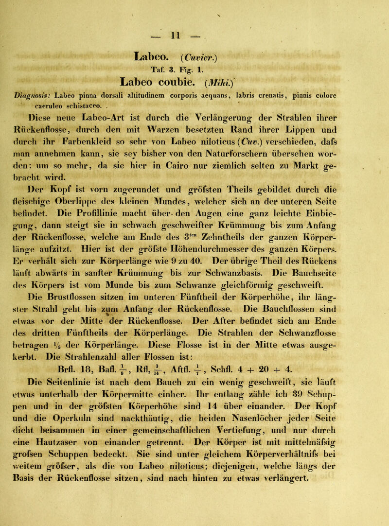 Labeo. (Cuvier.) Taf. 3. Fig. 1. Labeo coubie. {Mihi.) üiagnosis: Labeo pinna clorsali altitudinem corporis aequans, labris crenatis, pinnis colore caeruleo schistaceo. , Diese neue Labeo-Art ist durch die Verlängerung der Strahlen ihrer Rückenflosse, durch den mit Warzen besetzten Rand ihrer Lippen und durch ihr Farbenkleid so sehr von Labeo niloticus {Cur.) verschieden, dafs man annehmen kann, sie sey bisher von den Naturforschern übersehen wor- den; um so mehr, da sie hier in Cairo nur ziemlich selten zu Markt ge- bracht wird. Der Kopf ist vorn zugerundet und gröfsten Theils gebildet durch die fleischige Oberlippe des kleinen Mundes, welcher sich an der unteren Seite befindet. Die Profillinie macht über- den Augen eine ganz leichte Einbie- gung, dann steigt sie in schwach geschweifter Krümmung bis zum Anfang der Rückenflosse, welche am Ende des 3ten Zehntheils der ganzen Körper- länge aufzitzt. Hier ist der gröfste Höhendurchmesser des ganzen Körpers. Er verhält sich zur Körperlänge wie 9 zu 40. Der übrige Theil des Rückens läuft abwärts in sanfter Krümmung bis zur Schwanzbasis. Die Bauchseite des Körpers ist vom Munde bis zum Schwänze gleichförmig geschweift. Die Brustflossen sitzen im unteren Fünftheil der Körperhöhe, ihr läng- ster Strahl o;eht bis zum Anfang- der Rückenflosse. Die Bauchflossen sind etwas vor der Mitte der Rückenflosse. Der After befindet sich am Ende des dritten Fünftheils der Körperlänge. Die Strahlen der Schwanzflosse betragen Vs der Körperlänge. Diese Flosse ist in der Mitte etwas ausge- kerbt. Die Strahlenzahl aller Flossen ist: Brfl. 18, Bafl. f, Rfl, ±-, Aftfl. ~, Schfl. 4 + 20 + 4. Die Seitenlinie ist nach dem Bauch zu ein wenig geschweift, sie läuft etwas unterhalb der Körpermitte einher. Ihr entlang zähle ich 39 Schup- pen und in der gröfsten Körperhöhe sind 14 über einander. Der Kopf und die Operkuln sind nackthäutig, die beiden Nasenlöcher jeder Seite dicht beisammen in einer gemeinschaftlichen Vertiefung, und nur durch eine Hautzaser von einander getrennt. Der Körper ist mit mittelmäfsig grofsen Schuppen bedeckt. Sie sind unter gleichem Körperverhältnifs bei weitem gröfser, als die von Labeo niloticus; diejenigen, welche längs der Basis der Rückenflosse sitzen, sind nach hinten zu etwas verlängert.