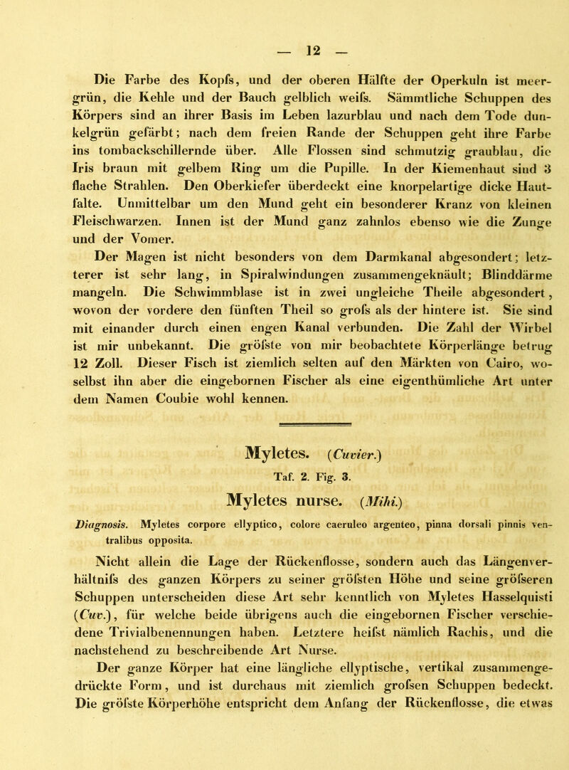 Die Farbe des Kopfs, und der oberen Hälfte der Operkuln ist meer- grün, die Kehle und der Bauch gelblich weifs. Sämmtliche Schuppen des Körpers sind an ihrer Basis im Leben lazurblau und nach dem Tode dun- kelgrün gefärbt; nach dem freien Rande der Schuppen geht ihre Farbe ins tombackschillernde über. Alle Flossen sind schmutzig graublau, die Iris braun mit gelbem Ring um die Pupille. In der Kiemenhaut sind 3 flache Strahlen. Den Oberkiefer überdeckt eine knorpelartige dicke Haut- falte. Unmittelbar um den Mund geht ein besonderer Kranz von kleinen Fleischwarzen. Innen ist der Mund ganz zahnlos ebenso wie die Zunge und der Vomer. Der Magen ist nicht besonders von dem Darmkanal abgesondert; letz- terer ist sehr lang, in Spiralwindungen zusammengeknäult; Blinddärme mangeln. Die Schwimmblase ist in zwei ungleiche Theile abgesondert, wovon der vordere den fünften Theil so grofs als der hintere ist. Sie sind mit einander durch einen engen Kanal verbunden. Die Zahl der Wirbel ist mir unbekannt. Die gröfste von mir beobachtete Körperlänge betrug 12 Zoll. Dieser Fisch ist ziemlich selten auf den Märkten von Cairo, wo- selbst ihn aber die eingebornen Fischer als eine eigenthümliche Art unter dem Namen Coubie wohl kennen. Myletes. (Cuvier.) Taf. 2. Fig. 3. Myletes nurse. (Mihi.) Diagnosis. Myletes corpore ellyptico, colore caeruleo argenteo, pinna dorsali pinnis ven- tralibus opposita. Nicht allein die Lage der Rückenflosse, sondern auch das Längenver- hältnifs des ganzen Körpers zu seiner gröfsten Höhe und seine gröfseren Schuppen unterscheiden diese Art sehr kenntlich von Mjletes Hasselquisti (Cuvi), für welche beide übrigens auch die eingebornen Fischer verschie- dene Trivialbenennungen haben. Letztere heilst nämlich Rachis, und die nachstehend zu beschreibende Art Nurse. Der ganze Körper hat eine längliche elliptische, vertikal zusammenge- drückte Form, und ist durchaus mit ziemlich grofsen Schuppen bedeckt. Die gröfste Körperhöhe entspricht dem Anfang der Rückenflosse, die etwas