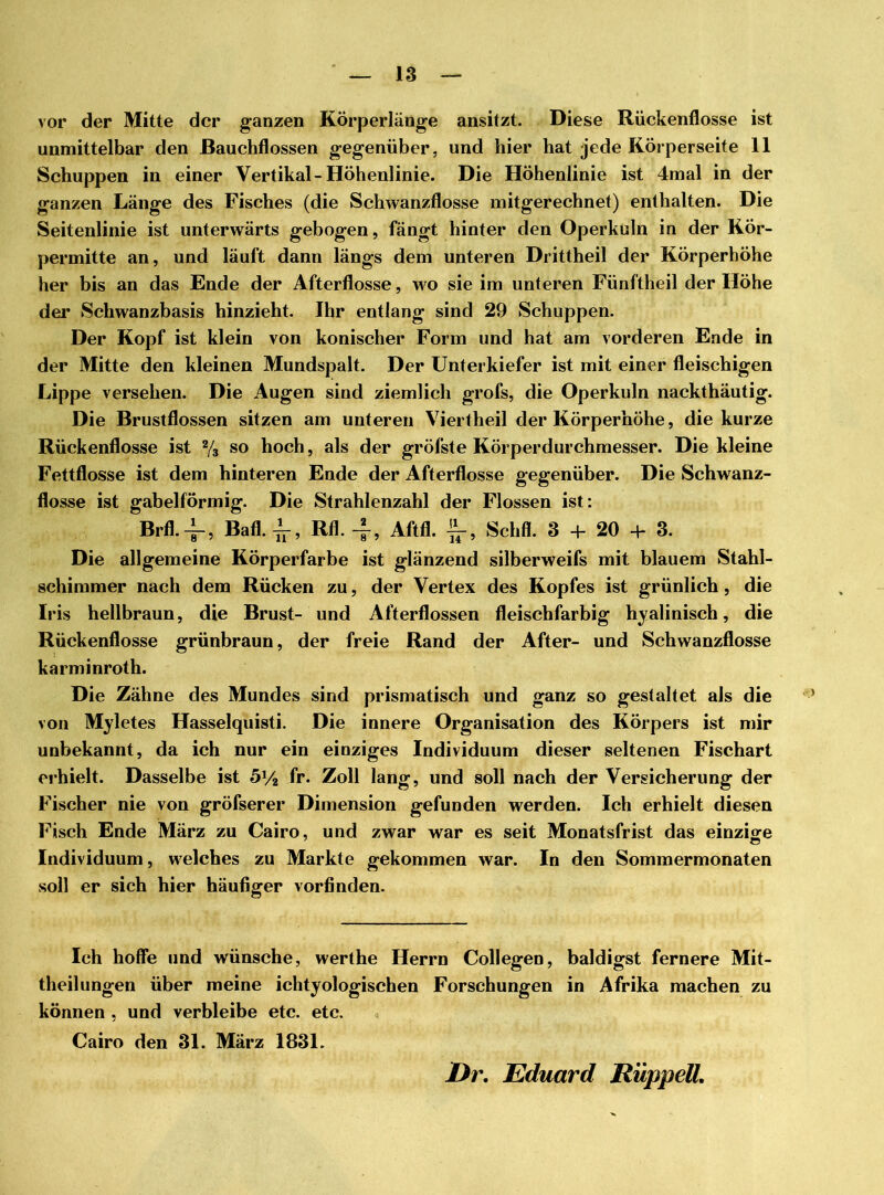 vor der Mitte der ganzen Körperlänge ansitzt. Diese Rückenflosse ist unmittelbar den Bauchflossen gegenüber, und hier hat jede Körperseite 11 Schuppen in einer Vertikal-Höhenlinie. Die Höhenlinie ist 4mal in der ganzen Länge des Fisches (die Schwanzflosse mitgerechnet) enthalten. Die Seitenlinie ist unterwärts gebogen, fängt hinter den Operkuln in der Kör- permitte an, und läuft dann längs dem unteren Drittheil der Körperhöhe her bis an das Ende der Afterflosse, wo sie im unteren Fünftheil der Höhe der Schwanzbasis hinzieht. Ihr entlang sind 29 Schuppen. Der Kopf ist klein von konischer Form und hat am vorderen Ende in der Mitte den kleinen Mundspalt. Der Unterkiefer ist mit einer fleischigen Lippe versehen. Die Augen sind ziemlich grofs, die Operkuln nackthäutig. Die Brustflossen sitzen am unteren Viertheil der Körperhöhe, die kurze Rückenflosse ist % so hoch, als der gröfste Körperdurchmesser. Die kleine Fettflosse ist dem hinteren Ende der Afterflosse gegenüber. Die Schwanz- flosse ist gabelförmig. Die Strahlenzahl der Flossen ist: Brfl.^-, Bafl. -L, Rfl. 4, Aftfl. Schfl. 3 + 20 + 3. Die allgemeine Körperfarbe ist glänzend silberweifs mit blauem Stahl- schimmer nach dem Rücken zu, der Vertex des Kopfes ist grünlich, die Iris hellbraun, die Brust- und Afterflossen fleischfarbig hyalinisch, die Rückenflosse grünbraun, der freie Rand der After- und Schwanzflosse karminroth. Die Zähne des Mundes sind prismatisch und ganz so gestaltet als die von Myletes Hasselquisti. Die innere Organisation des Körpers ist mir unbekannt, da ich nur ein einziges Individuum dieser seltenen Fischart erhielt. Dasselbe ist 5y2 fr. Zoll lang, und soll nach der Versicherung der Fischer nie von gröfserer Dimension gefunden werden. Ich erhielt diesen Fisch Ende März zu Cairo, und zwar war es seit Monatsfrist das einzige Individuum, welches zu Markte gekommen war. In den Sommermonaten soll er sich hier häufiger vorfinden. Ich hoffe und wünsche, werthe Herrn Collegen, baldigst fernere Mit- theilungen über meine ichtyologischen Forschungen in Afrika machen zu können , und verbleibe etc. etc. Cairo den 31. März 1831. Dr. Eduard Rüppell,