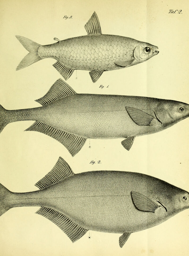 7k/'g. ' ’ ~;r ' tpgii