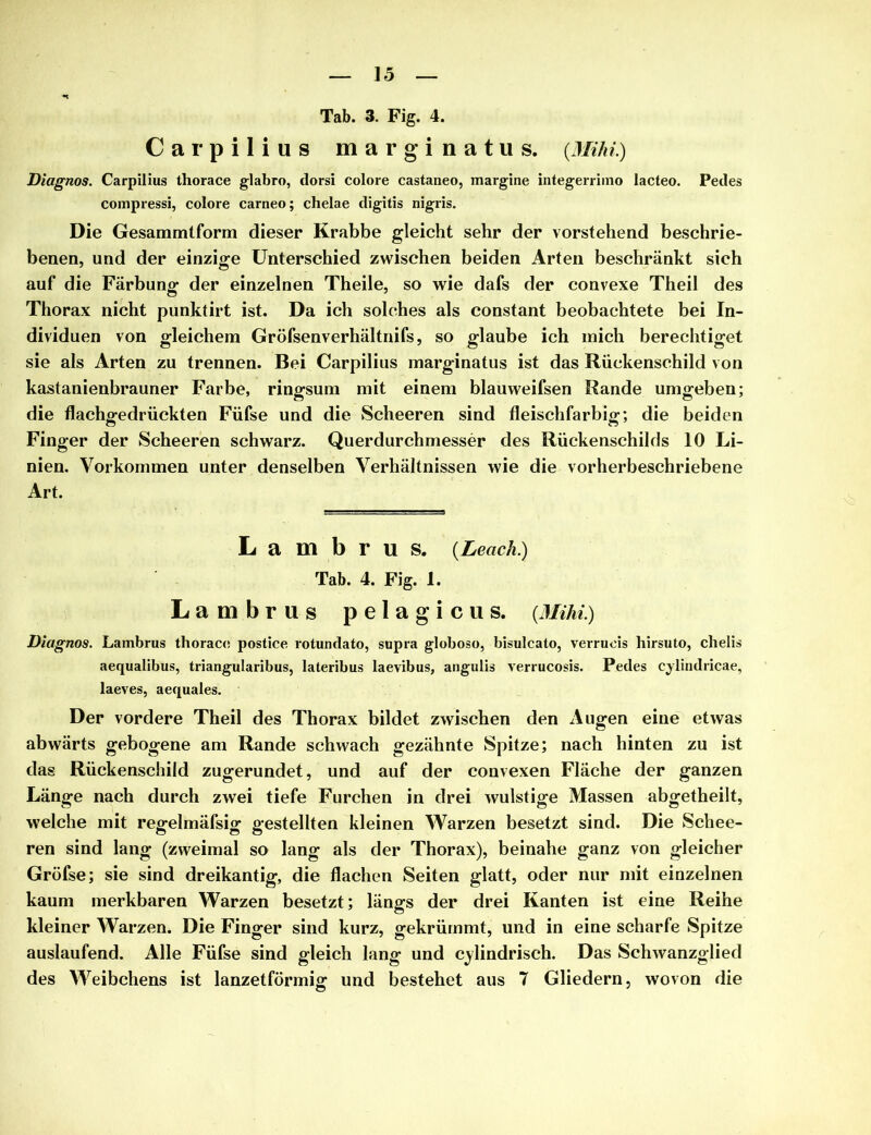 Tab. 3. Fig. 4. Carpilius marginatus. {Mihi.) Diagnos. Carpilius thorace glabro, dorsi colore castaneo, margine integerrimo lacteo. Pedes compressi, colore carneo; chelae digitis nigris. Die Gesammtform dieser Krabbe gleicht sehr der vorstehend beschrie- benen, und der einzige Unterschied zwischen beiden Arten beschränkt sich auf die Färbung der einzelnen Theile, so wie dafs der convexe Theil des Thorax nicht punktirt ist. Da ich solches als constant beobachtete bei In- dividuen von gleichem Gröfsenverhältnifs, so glaube ich mich berechtiget sie als Arten zu trennen. Bei Carpilius marginatus ist das Rückenschild von kastanienbrauner Farbe, ringsum mit einem blauweifsen Rande umgeben; die flachgedrückten Füfse und die Scheeren sind fleischfarbig; die beiden Finger der Scheeren schwarz. Querdurchmesser des Rückenschilds 10 Li- nien. Vorkommen unter denselben Verhältnissen wie die vorherbeschriebene Art. L a m b r u s. (Leach.) Tab. 4. Fig. 1. Lambrus p e 1 a g i c u s. (Mihi) Diagnos. Lambrus thoraco postice rotumlato, supra globoso, bisulcato, verruois hirsuto, chelis aequalibus, triangularibus, lateribus laevibus, angulis verrucosis. Pedes cylindricae, laeves, aequales. Der vordere Theil des Thorax bildet zwischen den Augen eine etwas abwärts gebogene am Rande schwach gezähnte Spitze; nach hinten zu ist das Rückenschild zugerundet, und auf der convexen Fläche der ganzen Länge nach durch zwei tiefe Furchen in drei wulstige Massen abgetheilt, welche mit regelmäfsig gestellten kleinen Warzen besetzt sind. Die Schee- ren sind lang (zweimal so lang als der Thorax), beinahe ganz von gleicher Gröfse; sie sind dreikantig, die flachen Seiten glatt, oder nur mit einzelnen kaum merkbaren Warzen besetzt; längs der drei Kanten ist eine Reihe kleiner Warzen. Die Finger sind kurz, gekrümmt, und in eine scharfe Spitze auslaufend. Alle Füfse sind gleich lang und cjlindrisch. Das Schwanzglied des Weibchens ist lanzetförmig und bestehet aus 7 Gliedern, wovon die