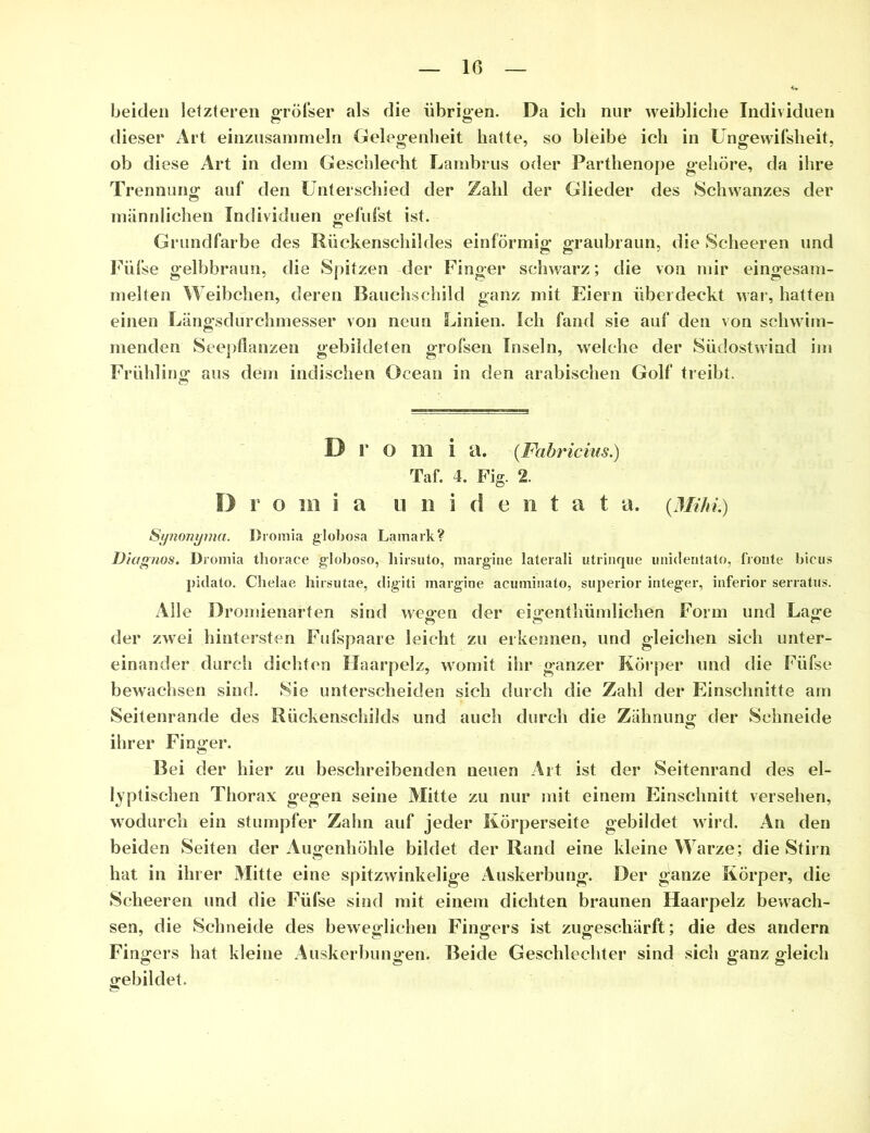 beiden letzteren gröfser als die übrigen. Da ich nur weibliche Individuen dieser Art einzusammeln Gelegenheit hatte, so bleibe ich in Ungewifsheit, ob diese Art in dem Geschlecht Lambrus oder Parthenope gehöre, da ihre Trennung auf den Unterschied der Zahl der Glieder des Schwanzes der männlichen Individuen gefufst ist. Grundfarbe des Rückenschildes einförmig graubraun, die Scheeren und Füfse gelbbraun, die Spitzen der Finger schwarz; die von mir eingesam- melten Weibchen, deren Bauchschild ganz mit Eiern überdeckt war, hatten einen Längsdurchmesser von neun Linien. Ich fand sie auf den von schwim- menden Seepflanzen gebildeten grofsen Inseln, welche der Südostwind im Frühling aus dem indischen Ocean in den arabischen Golf treibt. 13 1* ü Hl i a. (Fabricius.) Taf. 4. Fig. 2. 13 r o in i a unidentat a. (Mihi.) Synonyma. Droraia globosa Lamark? Diagnos. Dromia tliorace globoso, liirsuto, margine laterali utrinque unideritato, fronte bicus pidato. Chelae hirsutae, digiti margine acuminato, superior integer, inferior serratus. Alle Dromienarten sind wegen der eigenthümlichen Form und Lage der zwei hintersten Fufspaare leicht zu erkennen, und gleichen sieh unter- einander durch dichten Haarpelz, womit ihr ganzer Körper und die Füfse bewachsen sind. Sie unterscheiden sich durch die Zahl der Einschnitte am Seitenrande des Rückenschilds und auch durch die Zähnung der Schneide ihrer Finger. Bei der hier zu beschreibenden neuen Art ist der Seitenrand des el- liptischen Thorax gegen seine Mitte zu nur mit einem Einschnitt versehen, wodurch ein stumpfer Zahn auf jeder Körperseite gebildet wird. An den beiden Seiten der Augenhöhle bildet der Rand eine kleine Warze; die Stirn hat in ihrer Mitte eine spitzwinkelige Auskerbung. Der ganze Körper, die Scheeren und die Füfse sind mit einem dichten braunen Haarpelz bewach- sen, die Schneide des beweglichen Fingers ist zugeschärft; die des andern Fingers hat kleine Auskerbungen. Beide Geschlechter sind sich ganz gleich gebildet.