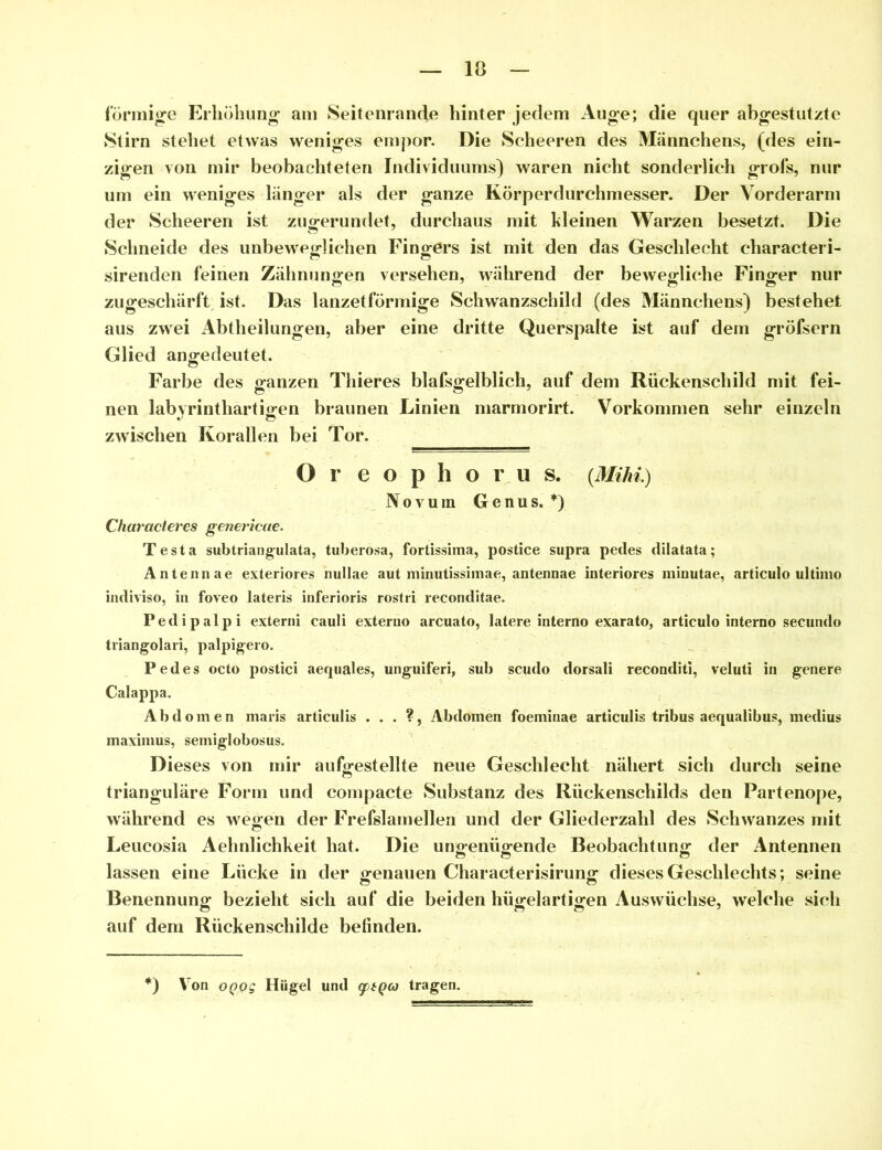 förmige Erhöhung am Seitenrancte hinter jedem Auge; die quer abgestutzte Stirn stehet etwas weniges empor. Die Scheeren des Männchens, (des ein- zigen von mir beobachteten Individuums) waren nicht sonderlich grofs, nur um ein weniges länger als der ganze Körperdurchmesser. Der Vorderarm der Scheeren ist zugerundet, durchaus mit kleinen Warzen besetzt. Die Schneide des unbeweglichen Finders ist mit den das Geschlecht characteri- sirenden feinen Zähnungen versehen, während der bewegliche Finger nur zugeschärft ist. Das lanzetförmige Schwanzschild (des Männchens) bestehet aus zwei Abtheilungen, aber eine dritte Querspalte ist auf dem gröfsern Glied angedeutet. Farbe des ganzen Thieres blafsgelblich, auf dem Rückenschild mit fei- nen labyrinthartigen braunen Linien marmorirt. Vorkommen sehr einzeln zwischen Korallen bei Tor. O r e o p h o r u s. {Mihi) Novum Genus. *) Characteres genericae. Testa subtriangulata, tuberosa, fortissima, postice supra pedes dilatata; Antennae exteriores nullae aut minutissimae, antennae interiores minutae, articulo ultimo indiviso, in foveo lateris inferioris rostri reconditae. Pedipalpi externi eauli exteruo arcuato, latere interno exarato, articulo interno secundo triangolari, palpigero. Pedes octo postici aequales, unguiferi, sub scudo dorsali reconditi, veluti in genere Calappa. Abdomen maris articulis . . . ?, Abdomen foeminae articulis tribus aequalibus, medius maximus, semiglobosus. Dieses von mir aufgestellte neue Geschlecht nähert sich durch seine trianguläre Form und compacte Substanz des Rückenschilds den Partenope, während es wegen der Frefslamellen und der Gliederzahl des Schwanzes mit Leucosia Aehnlichkeit hat. Die ungenügende Beobachtung der Antennen lassen eine Lücke in der genauen Characterisirung dieses Geschlechts; seine Benennung bezieht sich auf die beiden hügelartigen Auswüchse, welche sich auf dem Rückenschilde befinden. *) Y7on oqqs Hügel und qjtQcj tragen.