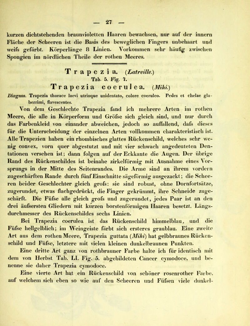 kurzen dicktstehenden braunvioletten Haaren bewachsen, nur auf der innern Fläche der Scheeren ist die Basis des beweglichen Fingers unbehaart und weifs gefärbt. Körperlänge 8 Linien. Vorkommen sehr häufig zwischen Spongien im nördlichen Theile der rothen Meeres. T r a p e Z i a. (Latreille.) Tab. 5. Fig. 7. Trapezia coerulea. {Mihi.) Diagnos. Trapezia thorace laevi utrinque unidentato, colore coeruleo. Pedes et chelae gla- berrimi, flavescentes. Von dem Geschleckte Trapezia fand ich mehrere Arten im rothen Meere, die alle in Körperform und Gröfse sich gleich sind, und nur durch das Farbenkleid von einander abweichen, jedoch so auffallend, dafs dieses für die Unterscheidung der einzelnen Arten vollkommen charakteristisch ist. Alle Trapezien haben ein rhombisches glattes Rückenschild, welches sehr we- nig convex, vorn quer abgestutzt und mit vier schwach angedeuteten Den- tationen versehen ist; dann folgen auf der Eckkante die Augen. Der übrige Rand des Rückenschildes ist beinahe zirkelförmig mit Ausnahme eines Vor- sprungs in der Mitte des Seitenrandes. Die Arme sind an ihrem vordem zugeschärften Rande durch fünf Einschnitte sägeförmig ausgezackt; die Schee- ren beider Geschlechter gleich grofs: sie sind robust, ohne Dornfortsätze, zugerundet, etwas flachgedrückt, die Finger gekrümmt, ihre Schneide zuge- schärft. Die Füfse alle gleich grofs und zugerundet, jedes Paar ist an den drei äufsersten Gliedern mit kurzen borstenförmigen Haaren besetzt. Längs- durchmesser des Rückenschildes sechs Linien. Bei Trapezia coerulea ist das Rückenschild himmelblau, und die Füfse hellgelblich; im Weingeiste färbt sich ersteres graublau. Eine zweite Art aus dem rothen Meere, Trapezia guttata {Mihi) hat gelbbraunes Rücken- schild und Füfse, letztere mit vielen kleinen dunkelbraunen Punkten. Eine dritte Art ganz von rothbrauner Farbe halte ich für identisch mit dem von Herbst Tab. LI. Fig. 5. abgebildeten Cancer cymodoce, und be- nenne sie daher Trapezia cymodoce. Eine vierte Art hat ein Rückenschild von schöner rosenrother Farbe, auf welchem sich eben so wie auf den Scheeren und Füfsen viele dunkel-