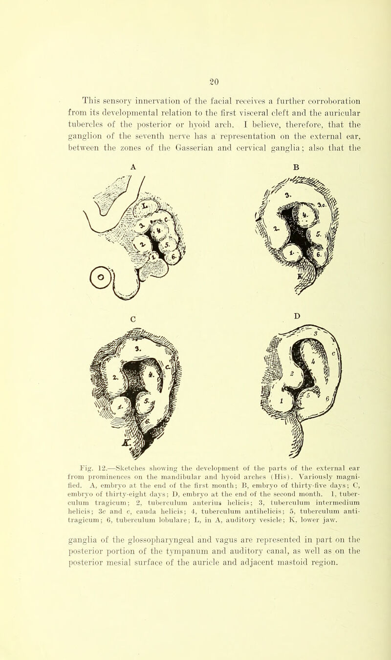 This sensory innervation of the facial receives a further corroboration from its developmental relation to the first visceral cleft and the anricnlar tnbercles of the posterior or hyoid arch. I believe, therefore, that the ganglion of the seventh nerve has a representation on the external ear, between the zones of the Gasserian and cervical ganglia; also that the A B Fig. 12.—Sketches sliowing the development of tlie parts of the external ear from i)rominences on tlie mandibular and hyoid arches (llis). Variously magni- fied. A, embryo at the end of the fli'st month; 15, embryo of thirty-five days; C, embryo of thirty-eight days; If, embryo at the end of the second month. 1, tiiber- culuni tragicum; 2, tuberculum anterius helicis; 3, tuberculum intermedium helicis; 3c and e, cauda helicis; 4, tuberculum antihelicis; 5, tuberculum anti- tragicuni; 0, tuberculum lobulare; L, in A, auditory vesicle; K, lower jaw. ganglia of the glossopharyngeal and vagus are represented in part on the posterior portion of the tympanum and auditory canal, as well as on the posterior mesial surface of the auricle and adjacent mastoid region.