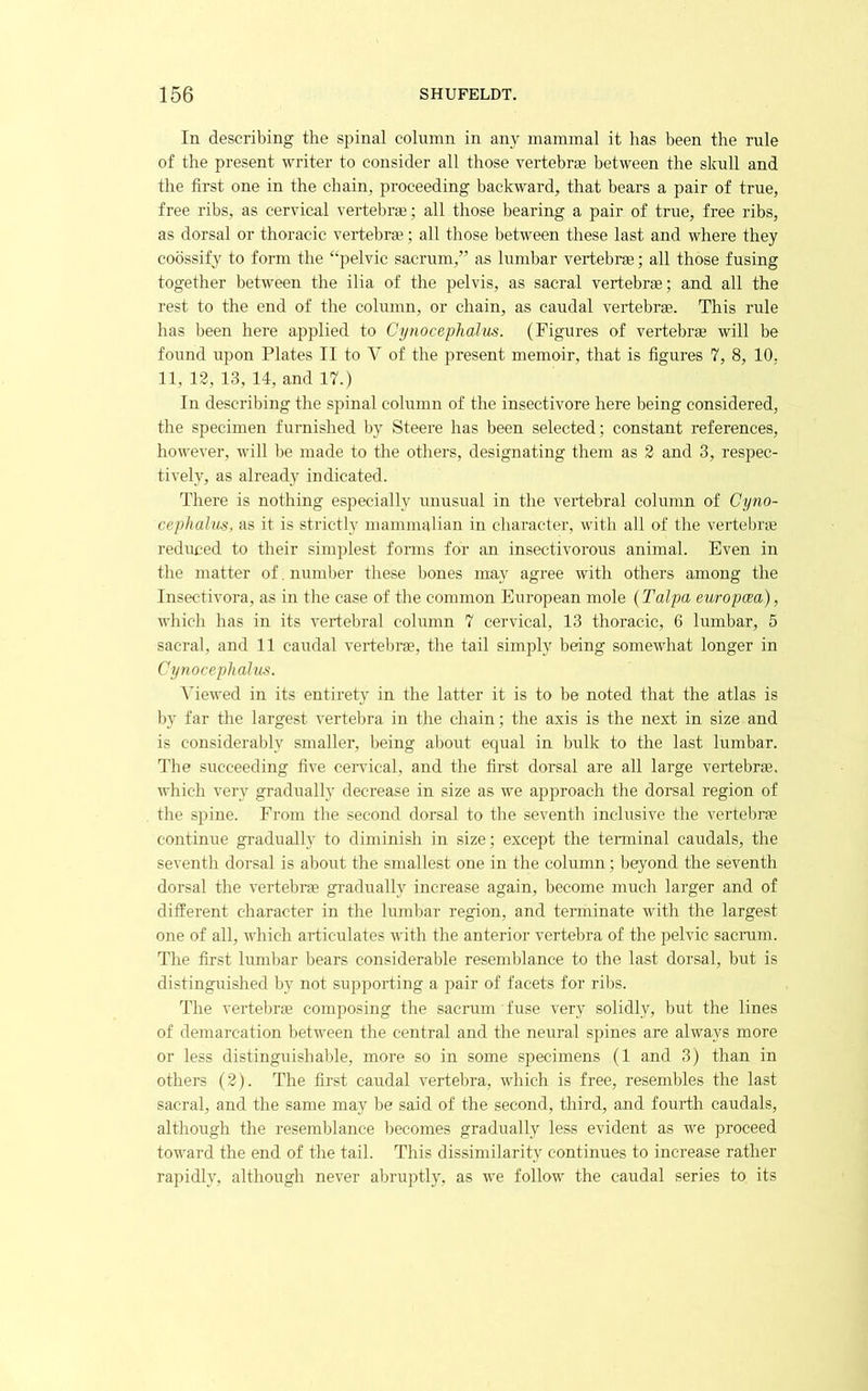 In describing the spinal column in any mammal it has been the rule of the present writer to consider all those vertebrae between the skull and the first one in the chain, proceeding backward, that bears a pair of true, free ribs, as cervical vertebrae; all those bearing a pair of true, free ribs, as dorsal or thoracic vertebrae; all those between these last and where they coossify to form the “pelvic sacrum,” as lumbar vertebrae; all those fusing together between the ilia of the pelvis, as sacral vertebrae; and all the rest to the end of the column, or chain, as caudal vertebrae. This rule has been here applied to Cynocephalus. (Figures of vertebrae will be found upon Plates II to V of the present memoir, that is figures 7, 8, 10, 11, 12, 13, 14, and 17.) In describing the spinal column of the insectivore here being considered, the specimen furnished by Steere has been selected; constaint references, however, will be made to the others, designating them as 2 and 3, respec- tively, as already indicated. There is nothing especially unusual in the vertebral column of Gyno- cephalm. as it is strictly mammalian in character, with all of the vertebr* reduced to their simplest forms for an insectivorous animal. Even in the matter of. number these I)ones may agree with others among the Insectivora, as in the case of the common European mole {Talpa europcea), which has in its vertebral column 7 cervical, 13 thoracic, 6 lumbar, 5 sacral, and 11 caudal vertebrae, the tail simply being somewhat longer in Cynocephalus. A'iewed in its entirety in the latter it is to be noted that the atlas is by far the largest vertebra in the chain; the axis is the next in size and is consideralfiy smaller, being about equal in bulk to the last lumbar. The succeeding five ceiwical, and the first dorsal are all large vertebrae, which very gradually decrease in size as we approach the doreal region of the spine. From the second dorsal to the seventh inclusive the vertebr?e continue gradually to diminish in size; except the teiTninal caudals, the seventh dorsal is about the smallest one in the column; beyond the seventh dorsal the vertebrse gradually increase again, become much larger and of different character in the luml)ar region, and terminate with the largest one of all, which articulates with the anterior vertebra of the pelvic sacram. The first lumbar bears consideral)le resemblance to the last dorsal, but is distinguished by not supporting a pair of facets for ribs. The vertebrje composing the sacrum fuse very solidly, but the lines of demarcation between the central and the neural spines are always more or less distinguishable, more so in some specimens (1 and 3) than in others (2). The first caudal vertebra, which is free, resembles the last sacral, and the same may he said of the second, third, and fourth caudals, although the resemblance becomes gradually less evident as we proceed toward the end of the tail. This dissimilarity continues to increase rather rapidly, although never abruptly, as we follow the caudal series to its
