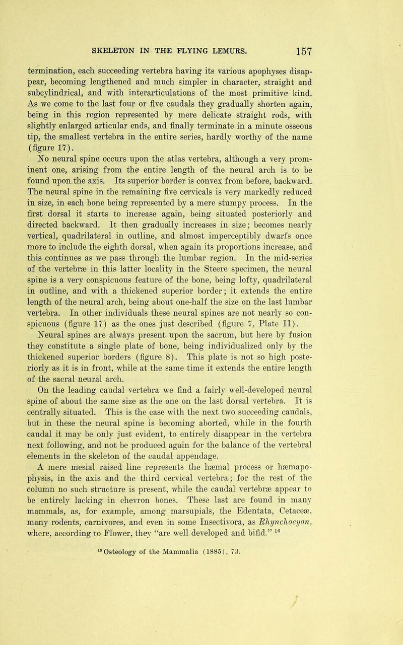 termination, each succeeding vertebra having its various apophyses disap- pear, becoming lengthened and much simpler in character, straight and subcylindrical, and with interarticulations of the most primitive kind. As we come to the last four or five caudals they gradually shorten again, being in this region represented by mere delicate straight rods, with slightly enlarged articular ends, and finally terminate in a minute osseous tip, the smallest vertebra in the entire series, hardly worthy of the name (figure 17). No neural spine occurs upon the atlas vertebra, although a very prom- inent one, arising from the entire length of the neural arch is to be found upon.the axis. Its superior border is convex from before, backward. The neural spine in the remaining five cervicals is very markedly reduced in size, in each bone being represented by a mere stumpy process. In the first dorsal it starts to increase again, being situated posteriorly and directed backward. It then gradually increases in size; becomes nearly vertical, quadrilateral in outline, and almost imperceptibly dwarfs once more to include the eighth dorsal, when again its proportions increase, and this continues as we pass through the lumbar region. In the mid-series of the vertebrae in this latter locality in the Steere specimen, the neural spine is a very conspicuous feature of the bone, being lofty, quadrilateral in outline, and with a thickened superior border; it extends the entire length of the neural arch, being about one-half the size on the last lumbar vertebra. In other individuals these neural spines are not nearly so con- spicuous (figure 17) as the ones just described (figure 7, Plate II). Neural spines are always present upon the sacrum, but here by fusion they constitute a single plate of bone, being individualized only by the thickened superior borders (figure 8). This plate is not so high poste- riorly as it is in front, while at the same time it extends the entire length of the sacral neural arch. On the leading caudal vertebra we find a fairly well-developed neural spine of about the same size as the one on the last dorsal vertebra. It is centrally situated. This is the case with the next two succeeding caudals. but in these the neural spine is becoming aborted, while in the fourth caudal it may be only just evident, to entirely disappear in the vertebra next following, and not be produced again for the balance of the vertebral elements in the skeleton of the caudal appendage. A mere mesial raised line represents the haemal process or haemapo- physis, in the axis and the third cervical vertebra; for the rest of the column no such structure is present, while the caudal vertebrae appear to be entirely lacking in chevron bones. These last are found in many mammals, as, for example, among marsupials, the Edentata, Cetacese, many rodents, carnivores, and even in some Insectivora, as Rhynchocyon, where, according to Flower, they “are well developed and bifid.”