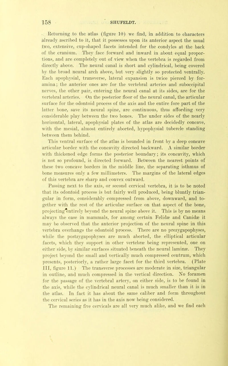 - Eeturning to the atlas (figure 10) we find, in addition to characters already ascribed to it, that it possesses upon its anterior aspect the usual two, extensive, cup-shaped facets intended for the condyles at the back of the cranium. I’hey face forward and inward in aboi;t equal propor- tions, and are completely out of view when the vertebra is regarded from directly above. The neural canal is short and cylindrical, being covered by the broad neural arch above, but very slightly so protected ventrally. Each apophysial, transverse, lateral expansion is twice pierced by for- amina; the anterior ones are for the vertebral arteries and suboccipital nerves, the other pair, entering the neural canal at its sides, are for the vertebral arteries. On the posterior floor of the neural canal, the articular surface for the odontoid process of the axis and the entire fore part of the latter bone, save its neural spine, are continuous, thus affording very considerable play between the two bones. The under sides of the nearly horizontal, lateral, apophysial plates of the atlas are decidedly concave, with the mesial, almost entirely aborted, hypophysial tubercle standing between them behind. This ventral surface of the atlas is bounded in front by a deep concave articular border with the concavity directed backward. A similar border with thickened edge forms the posterior boundai’y; its concavity, which is not so profound, is directed forward. Between the nearest points of these two concave borders in the middle line, the separating isthmus of bone measures only a few millimeters. The margins of the lateral edges of this vertebra are sharp and convex oiitward. Passing next to the axis, or second cervical vertebra, it is to be noted that its odontoid process is but fairly well produced, being bluntly trian- gular in form, considerably compressed from above, downward, and to- gether with the rest of the articular surface on that aspect of the bone, projecting'entirely beyond the neural spine above it. This is by no means always the case in mammals, for among certain Felidae and Canidae it may be observed that the anterior projection of the neural spine in this vertebra overhangs the odontoid process. There are no prezygapophyses, while the postzygapophyses are much aborted, the elliptical articular facets, which they support in other vertebrae being represented, one on either side, by similar surfaces situated beneath the neural laminae. They project beyond the small and vertically much compressed centrum, which presents, posteriorly, a rather large facet for the third vertebra. (Plate III, figure 11.) The transverse processes are moderate in size, triangular in outline, and much compressed in the vertical direction. No foramen for the passage of the vertebral artery, on either side, is to be found in the axis, while the cylindrical neural canal is much smaller than it is in the atlas. In fact it has about the same caliber and form throughout the cervical series as it has in the axis now being considered. The remaining five cervicals are all very much alike, and we find each