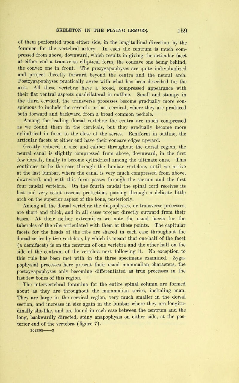 of them perforated upon either side, in the longitudinal direction, by the foramen for the vertebral artery. In each the centrum is much com- pressed from above, downward, which results in giving the articular facet at either end a transverse elliptical form, the concave one being behind, the convex one in front. The prezygapophyses are quite individualized and project directly forward beyond the centra and the neural arch. Postzygapophyses practically agree with what has been described for the axis. All these vertebrae have a broad, compressed appearance with their flat ventral aspects quadrilateral in outline. Small and stumpy in the third cervical, the transverse processes become gradually more con- spicuous to include the seventh, or last cervical, where they are produced both forward and backward from a broad common pedicle. Among the leading dorsal vertebrae the centra are much compressed as we found them in the cervicals, but they gradually become more cylindrical in form to the close of the series. Eeniform in outline, the articular facets at either end have their concave edges upward. Greatly reduced in size and caliber throughout the dorsal region, the neural canal is slightly compressed from above, downward, in the first few dorsals, finally to become cylindrical among the ultimate ones. This continues to be the case through the lumbar vertebra, until we arrive at the last lumbar, where the canal is very much compressed from above, downward, and with this form passes through the sacrum and the first four caudal vertebr*. On the fourth caudal the spinal cord receives its last and very scant osseous protection, passing through a delicate little arch on the superior aspect of the bone, posteriorly. Among all the dorsal vertebrae the diapophyses, or transverse processes, are short and thick, and in all cases project directly outward from their bases. At their nether extremities we note the usual facets for the tubercles of the ribs articulated with them at these points. The capitular facets for the heads of the ribs are shared in each case throughout the dorsal series by two vertebrae, by which is meant that one-half of the facet (a demifacet) is on the centrum of one vertebra and the other half on the side of the centrum of the vertebra next following it. No exception to this rule has been met with in the three specimens examined. Zyga- pophysial processes here present their usual mammalian characters, the postzygapophyses only becoming differentiated as true processes in the last few bones of this region. The intervertebral foramina for the entire spinal column are formed about as they are throughout the mammalian series, including man. They are large in the cervical region, very much smaller in the dorsal section, and increase in size again in the lumbar where they are longitu- dinally slit-like, and are found in each case between the centrum and the long, backwardly directed, spiny anapophysis on either side, at the pos- terior end of the vertebra (figure 7). 102305—3